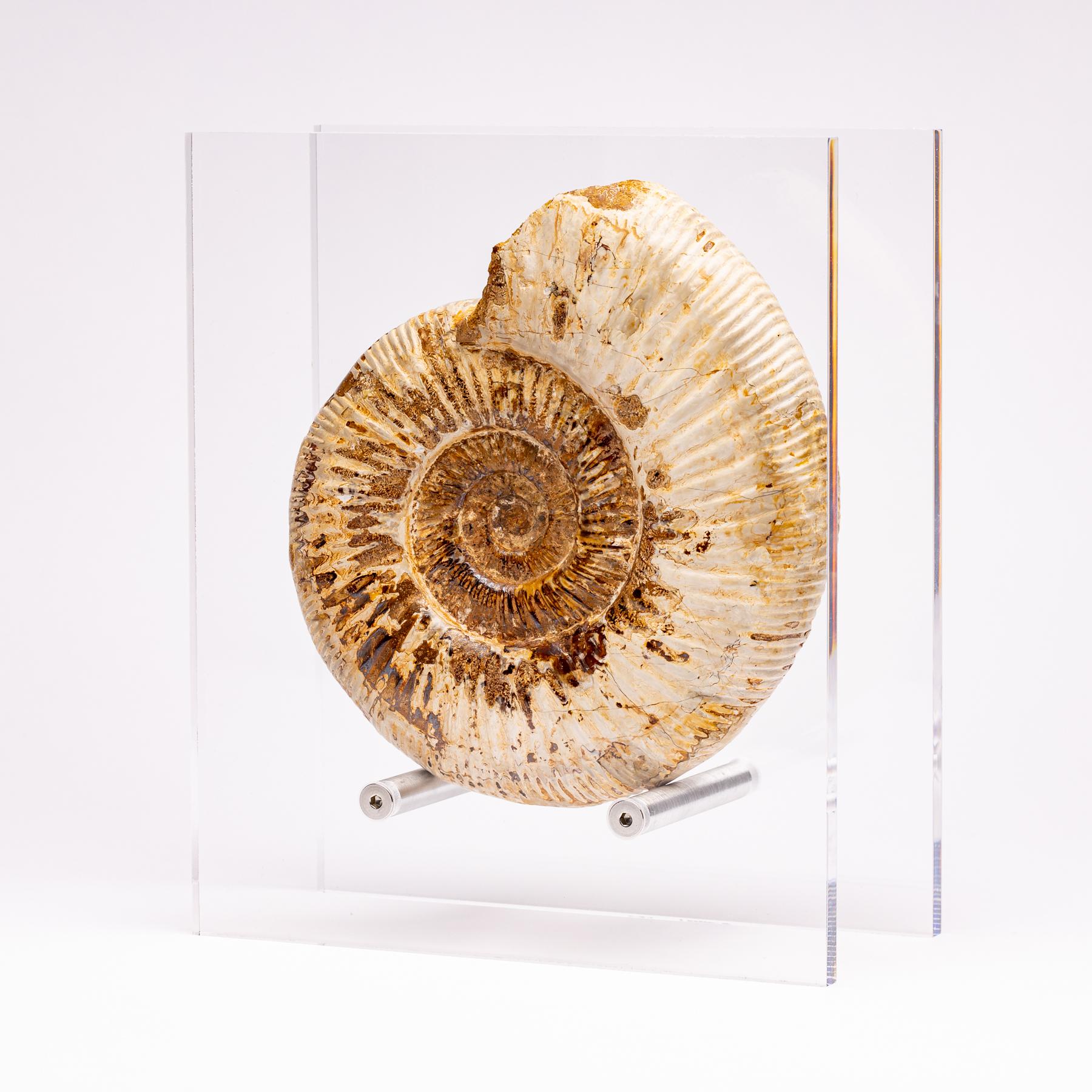 Organic Modern Madagascar Perisphinctes Fossil Ammonite on Acrylic Stand, Jurassic Period