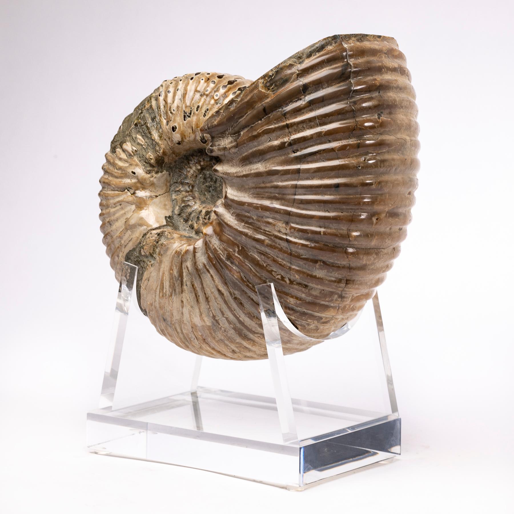 ammonite fossil stand