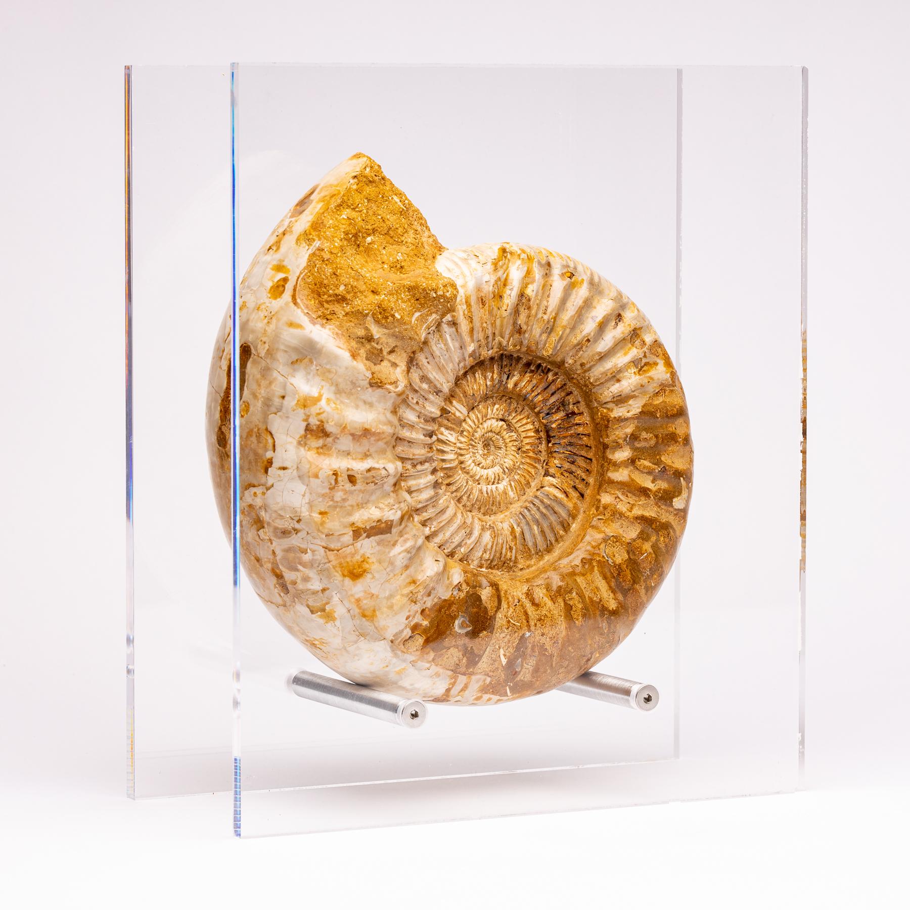 Mexican Madagascar Perisphinctes Fossil Ammonite on Acrylic Stand, Jurassic Period