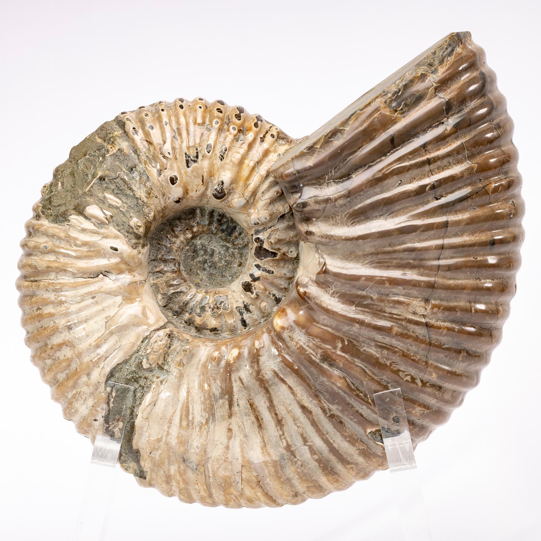 Organic Modern Madagascar Perisphinctes Fossil Ammonite on Acrylic Stand, Jurassic Period