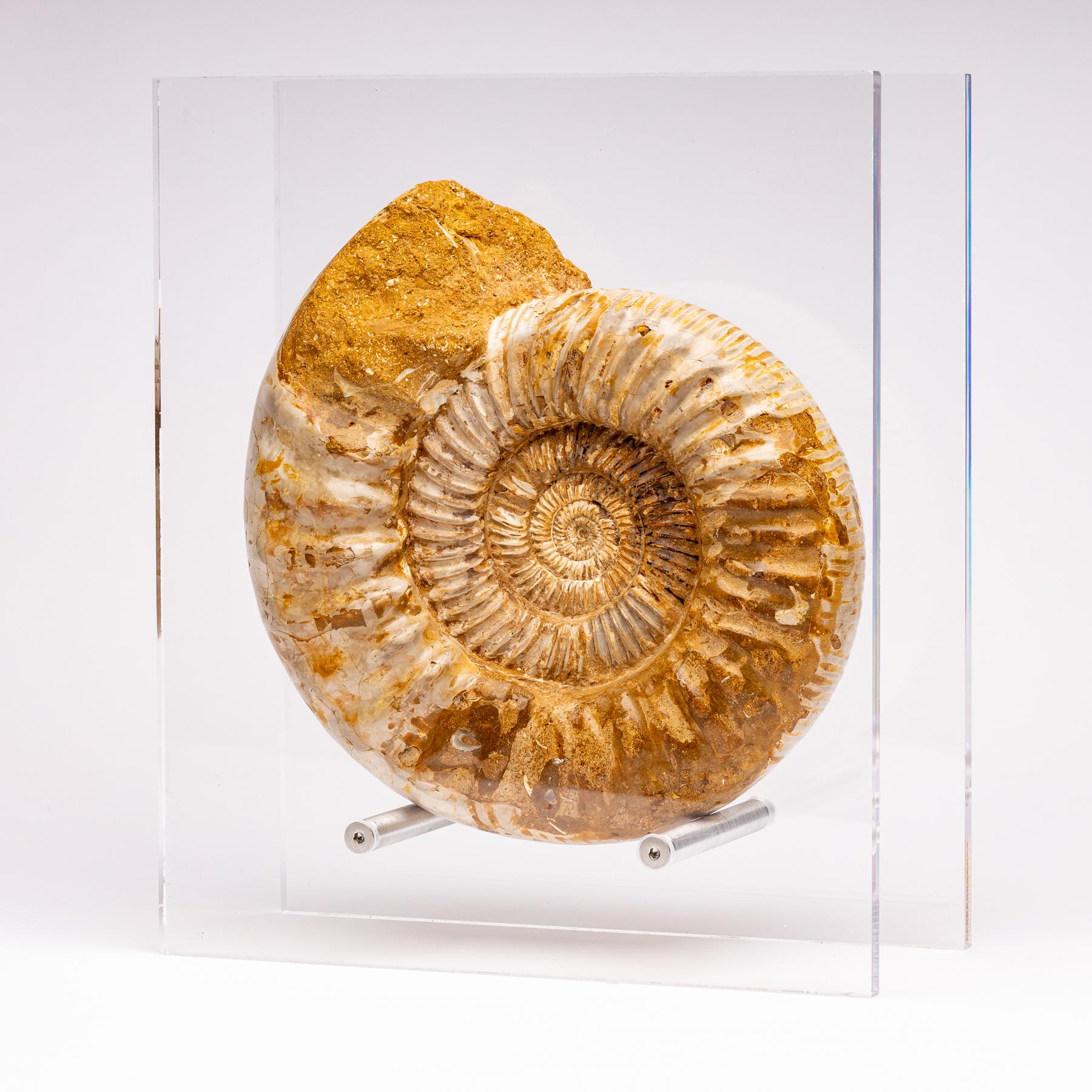 Madagascar Perisphinctes Fossil Ammonite on Acrylic Stand, Jurassic Period In New Condition In Polanco, CDMX