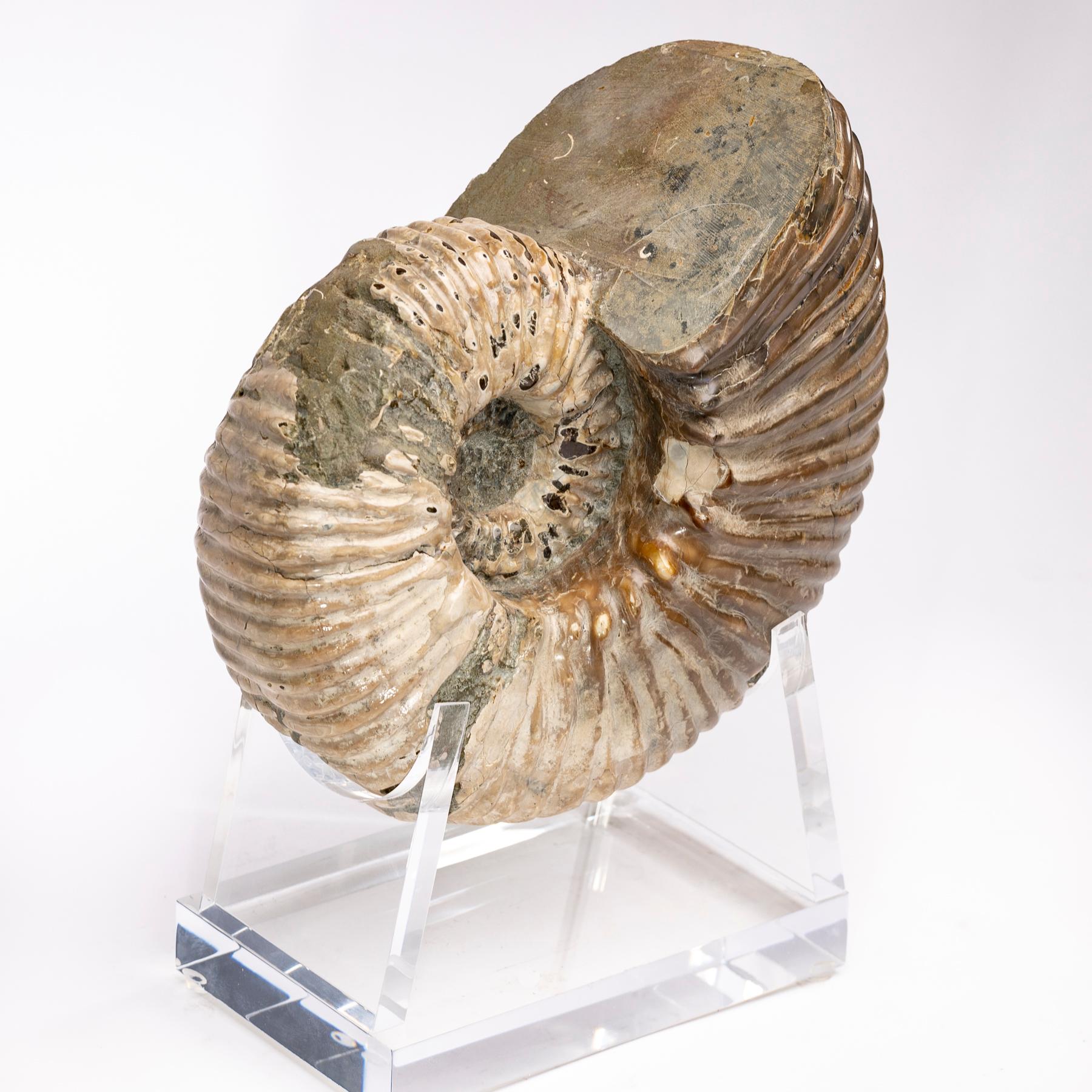 Mexican Madagascar Perisphinctes Fossil Ammonite on Acrylic Stand, Jurassic Period