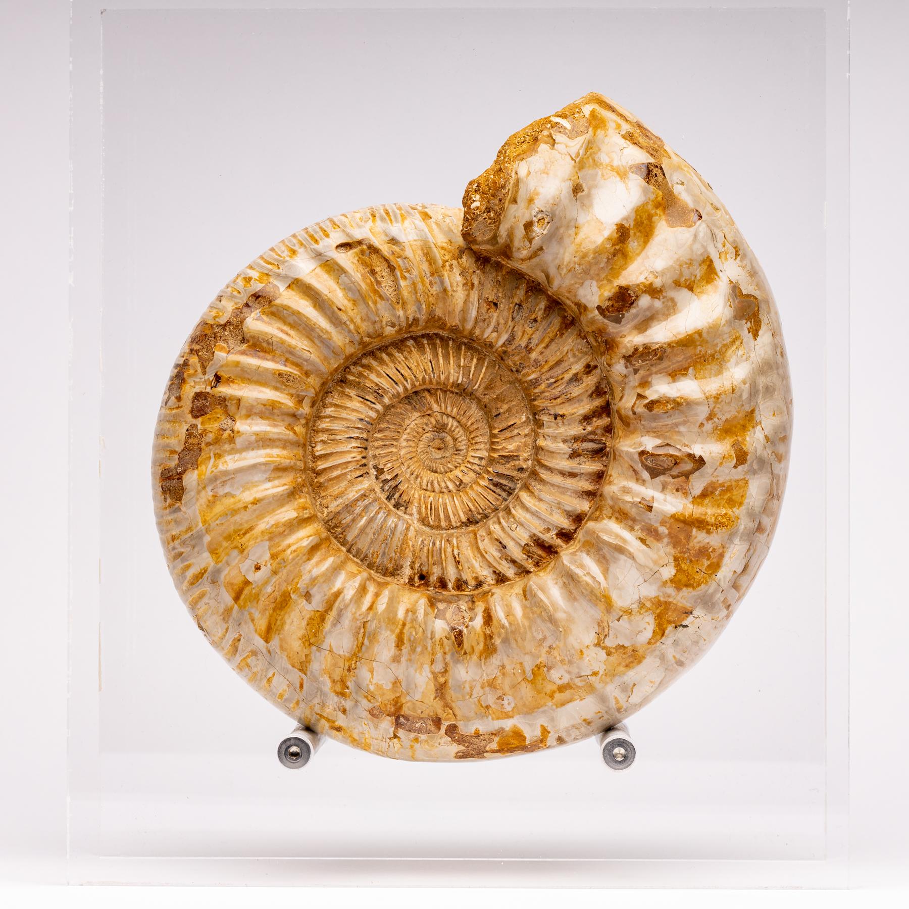 Contemporary Madagascar Perisphinctes Fossil Ammonite on Acrylic Stand, Jurassic Period
