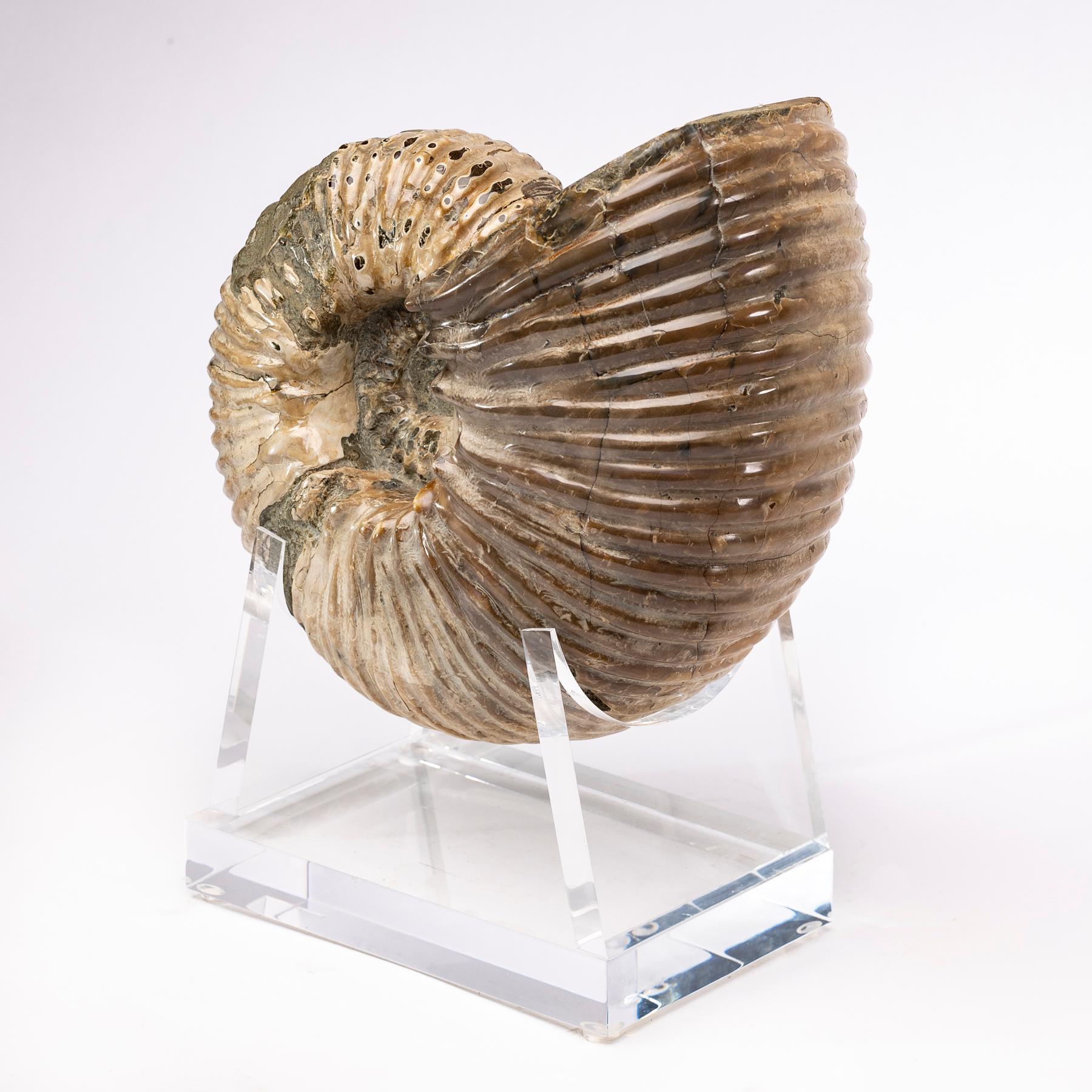 Madagascar Perisphinctes Fossil Ammonite on Acrylic Stand, Jurassic Period In New Condition In Polanco, CDMX