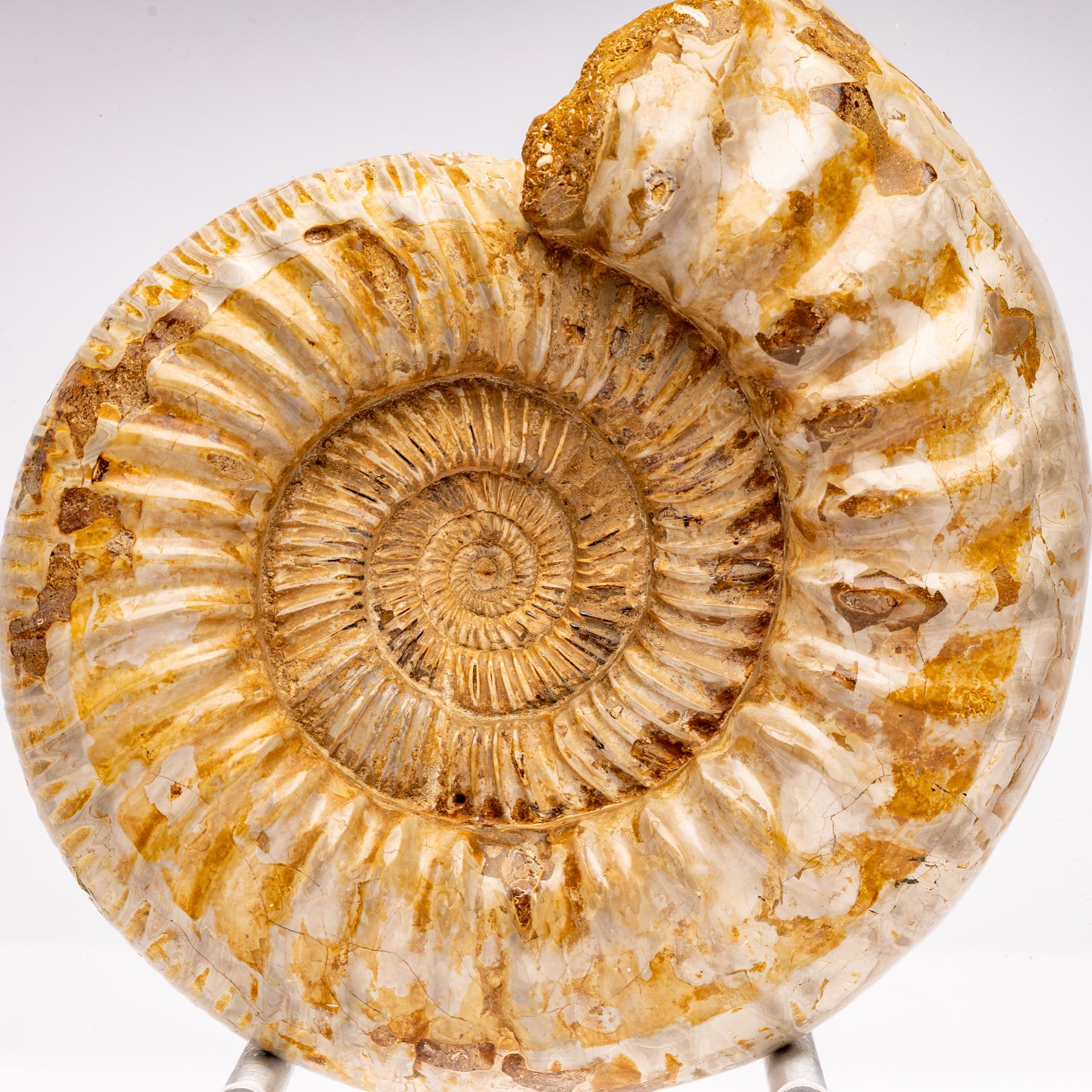 Madagascar Perisphinctes Fossil Ammonite on Acrylic Stand, Jurassic Period 1