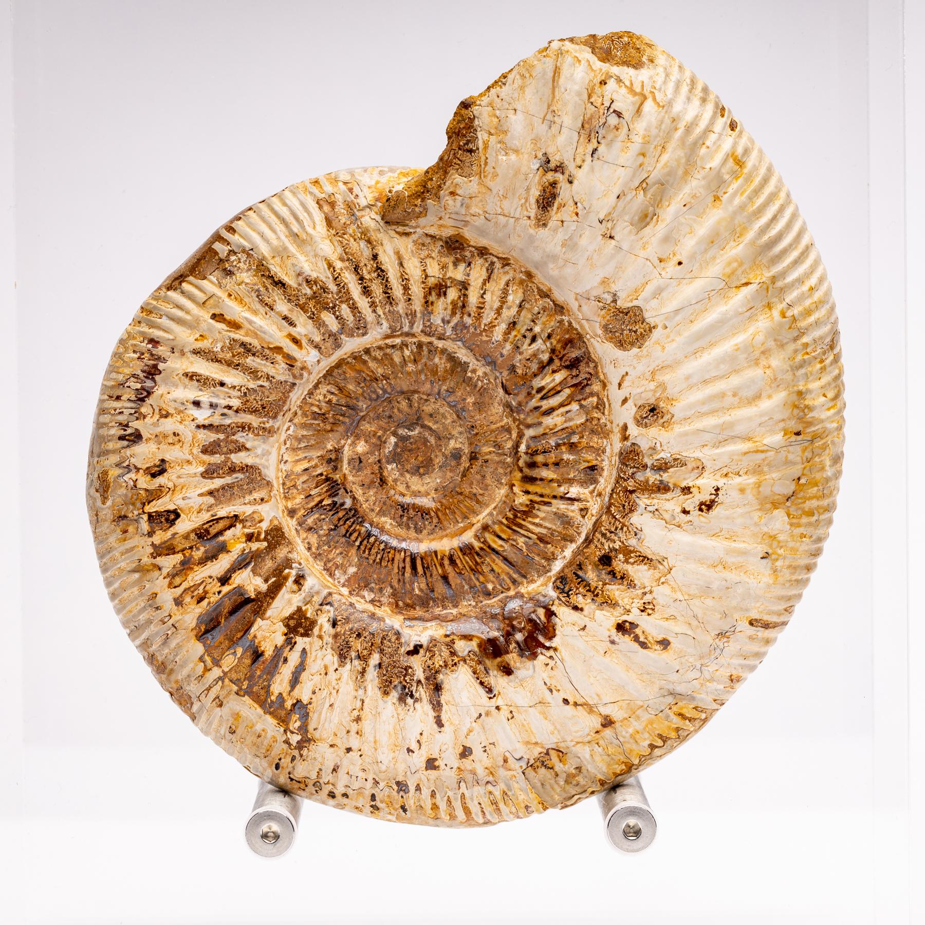 Madagascar Perisphinctes Fossil Ammonite on Acrylic Stand, Jurassic Period 2