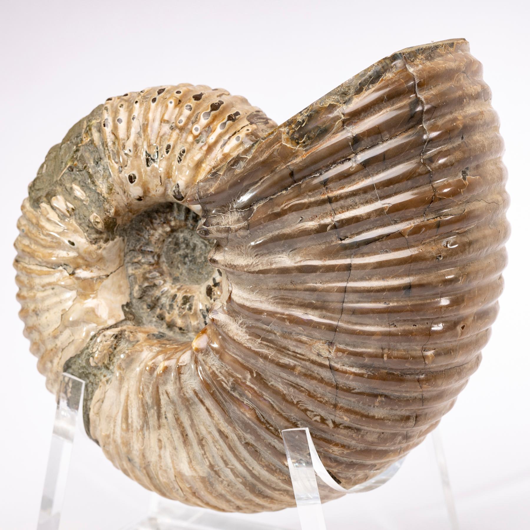 Madagascar Perisphinctes Fossil Ammonite on Acrylic Stand, Jurassic Period 1