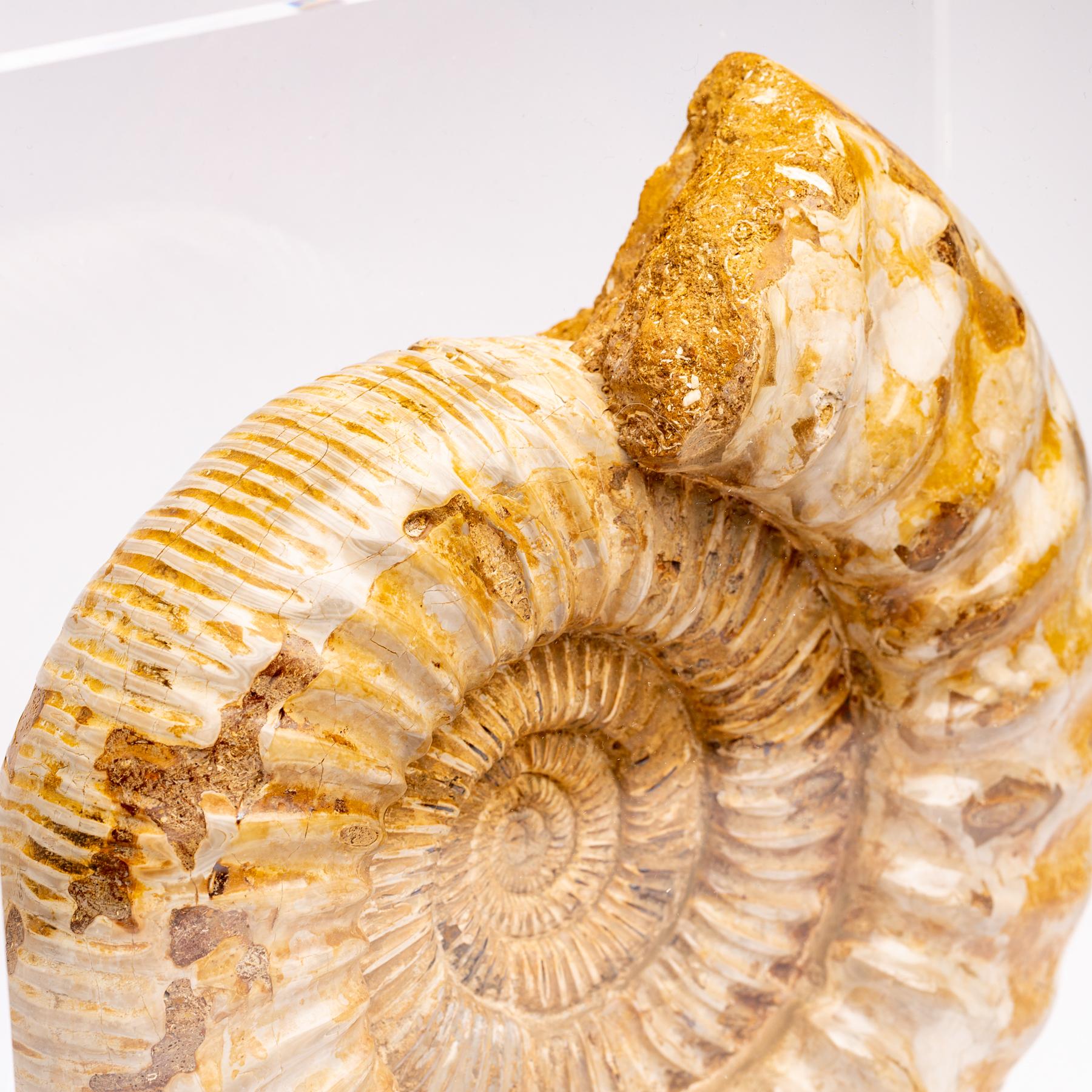 Madagascar Perisphinctes Fossil Ammonite on Acrylic Stand, Jurassic Period 3