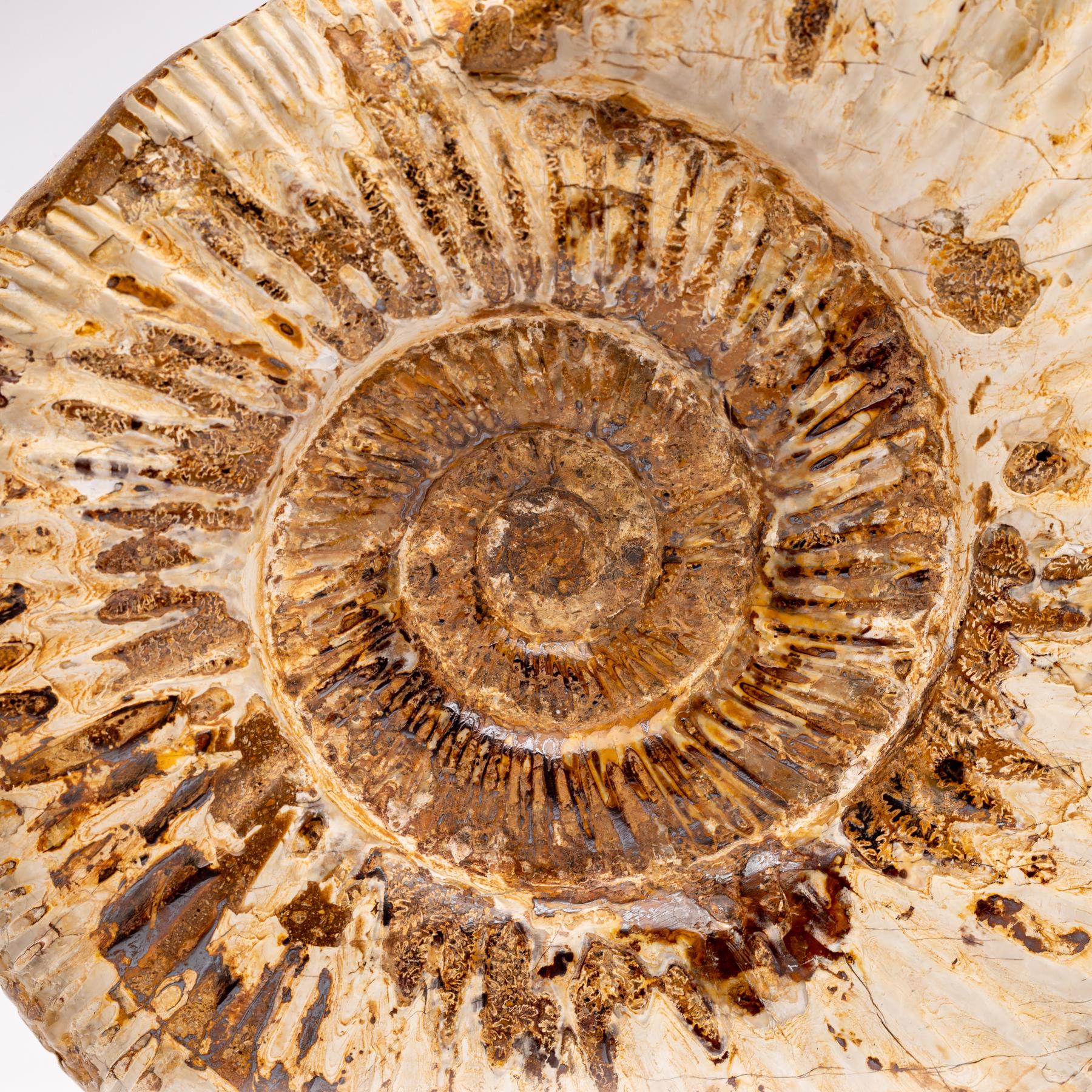Madagascar Perisphinctes Fossil Ammonite on Acrylic Stand, Jurassic Period 3