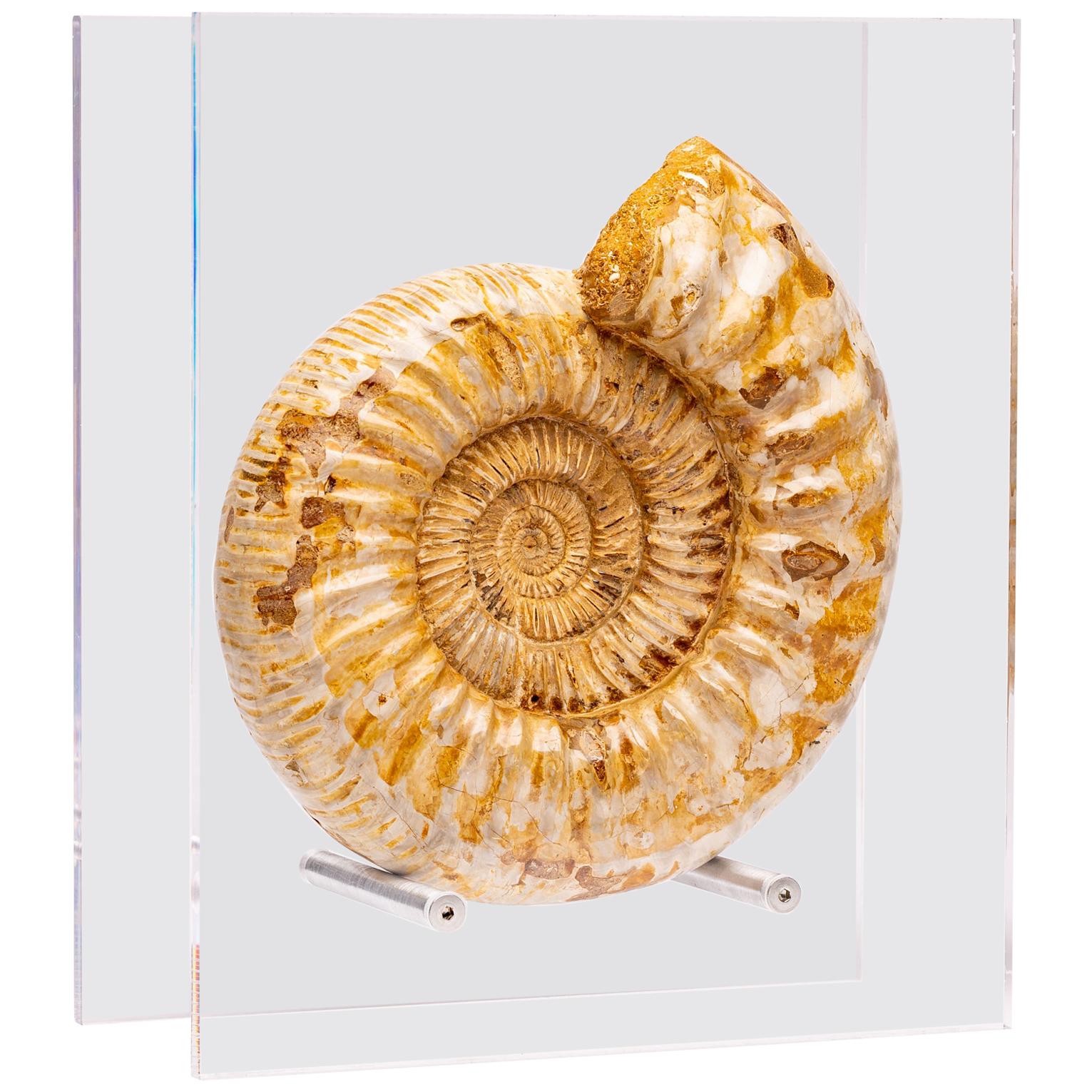Madagascar Perisphinctes Fossil Ammonite on Acrylic Stand, Jurassic Period