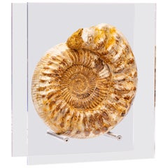 Madagascar Perisphinctes Fossil Ammonite on Acrylic Stand, Jurassic Period