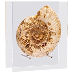 Madagascar Perisphinctes Fossil Ammonite on Acrylic Stand, Jurassic Period