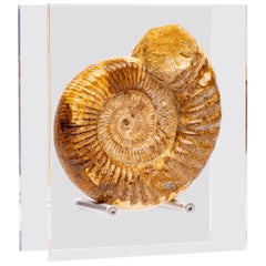 Madagascar Perisphinctes Fossil Ammonite on Acrylic Stand, Jurassic Period