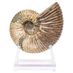 Madagascar Perisphinctes Fossil Ammonite on Acrylic Stand, Jurassic Period