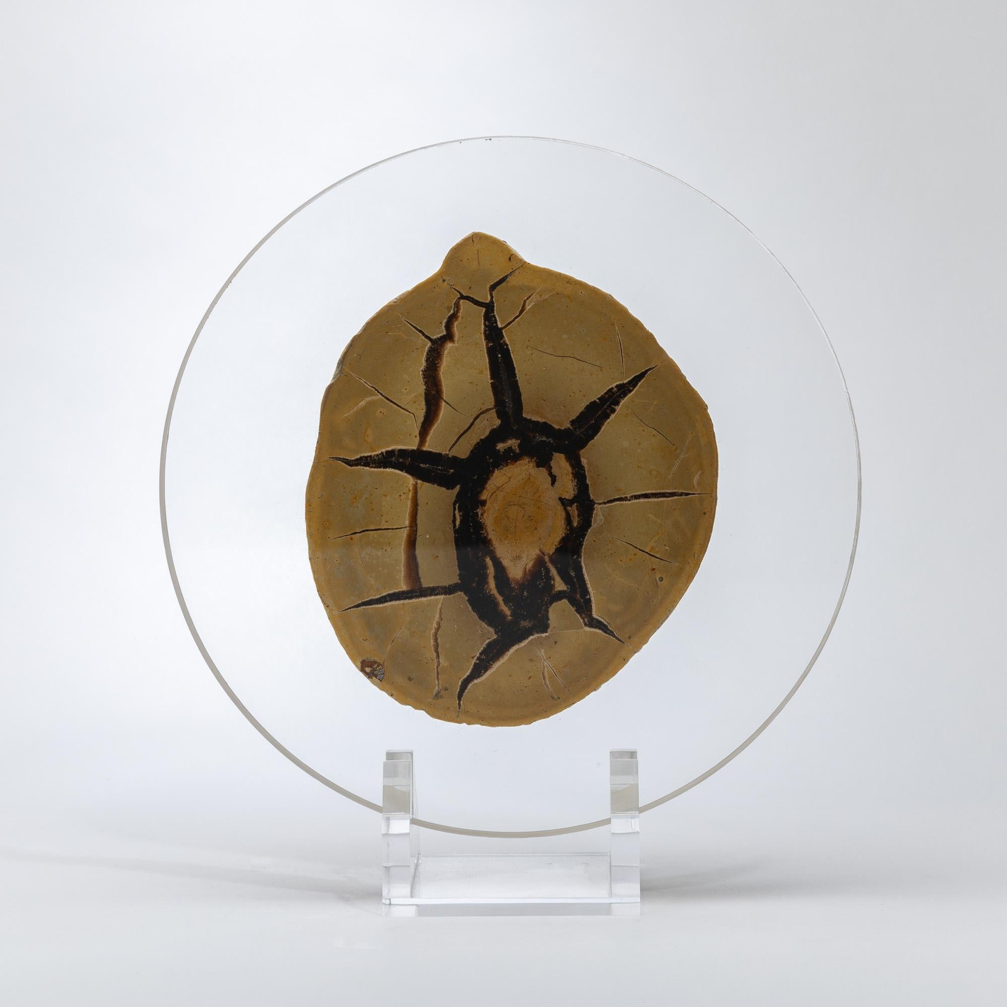 Septarian Calcite Half Nodule
Madagascar
Mounted on Custom Acrylic Base

This polished half-nodule reveals the striking internal structure of a Septarian concretion from Madagascar, composed primarily of golden calcite, aragonite, and sedimentary
