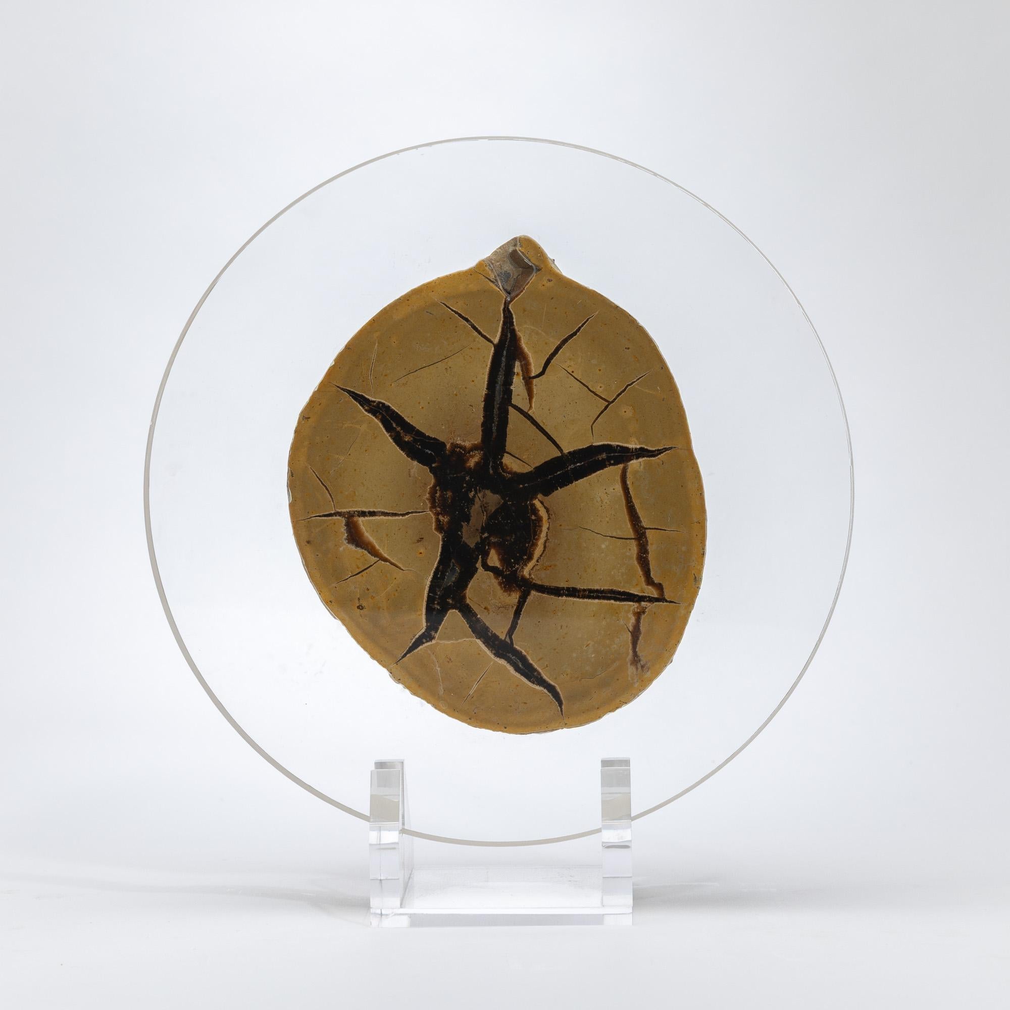 Septarian Calcite Half Nodule
Madagascar
Mounted on Custom Acrylic Base

This polished half-nodule reveals the striking internal structure of a Septarian concretion from Madagascar, composed primarily of golden calcite, aragonite, and sedimentary
