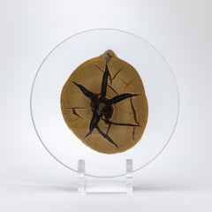 Demi-nodule de calcite septarienne de Madagascar monté sur une base acrylique personnalisée