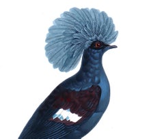 Madame Pauline Knipp, Gravur eines Vogels, Colombi-Galline Goura