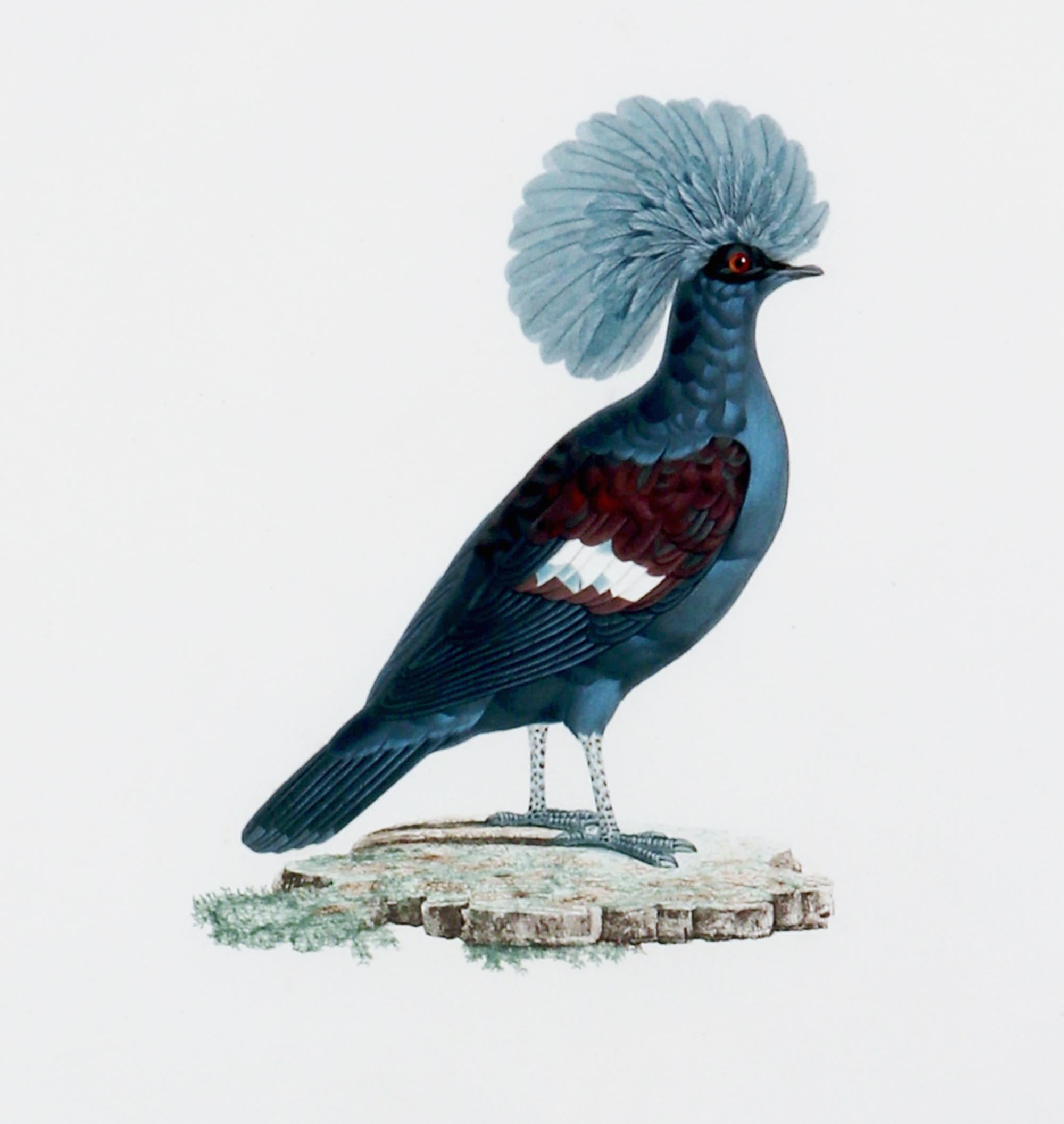 Regency Gravure d'un pigeon par Madame Pauline Knipp, Colombi-Galline Goura en vente