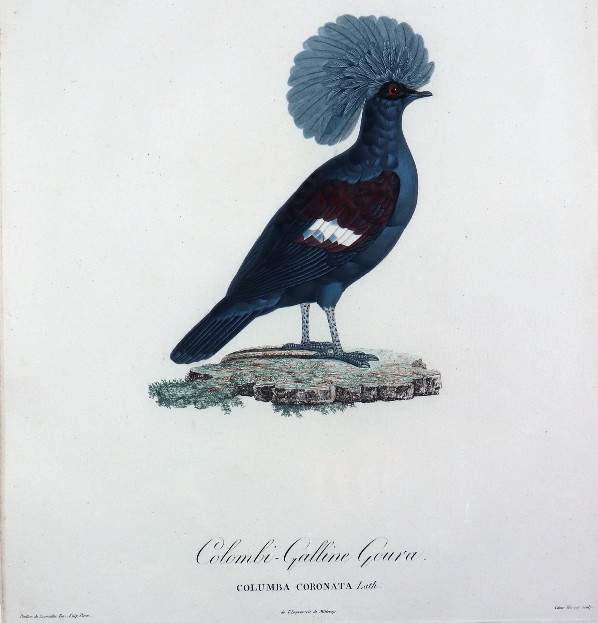 Français Gravure d'un pigeon par Madame Pauline Knipp, Colombi-Galline Goura en vente