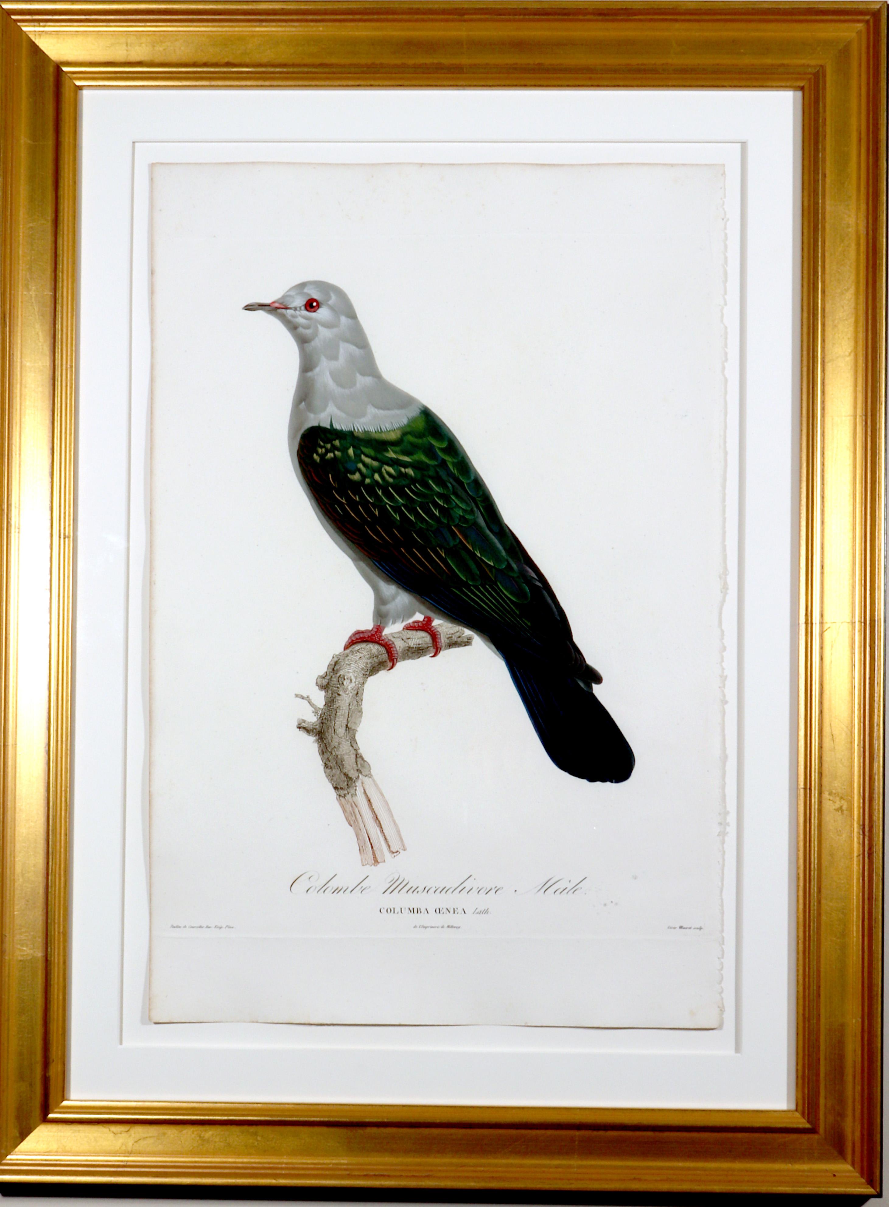 Georgian Antique French Madam Knipp Engraving of Pigeon For Sale