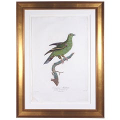Madame Knip Green Pigeon Engraving, Madagascar Green Pigeon , from Les Pigeons