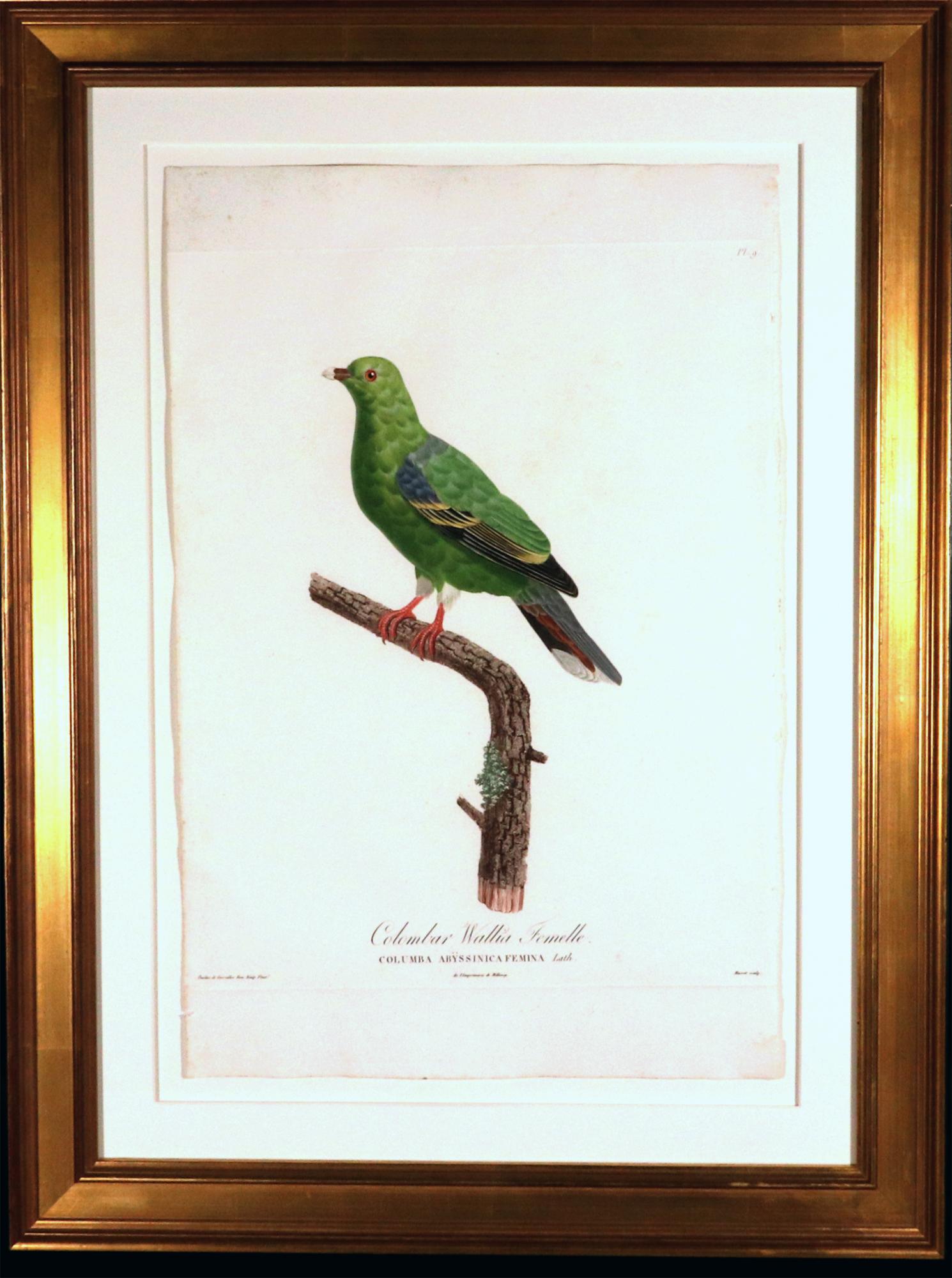 Madame Pauline Knip Engraving of A Pigeon,
Colombar Wallia, Femelle (Columba Abyssinica, femina),
From Les pigeons par Madame Knip, née Pauline de Courcelles ; le texte par C.J. Themminck,  
Paris 1809-1811.

A remarkable large engraving of a