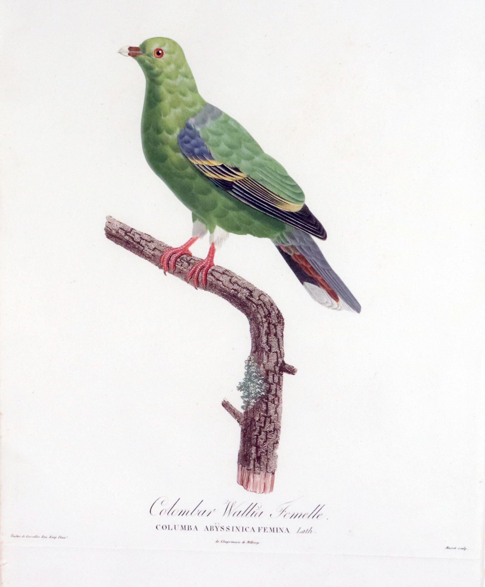 Regency Madame Pauline Knip Engraving of A Green Pigeon, Colombar Wallia For Sale