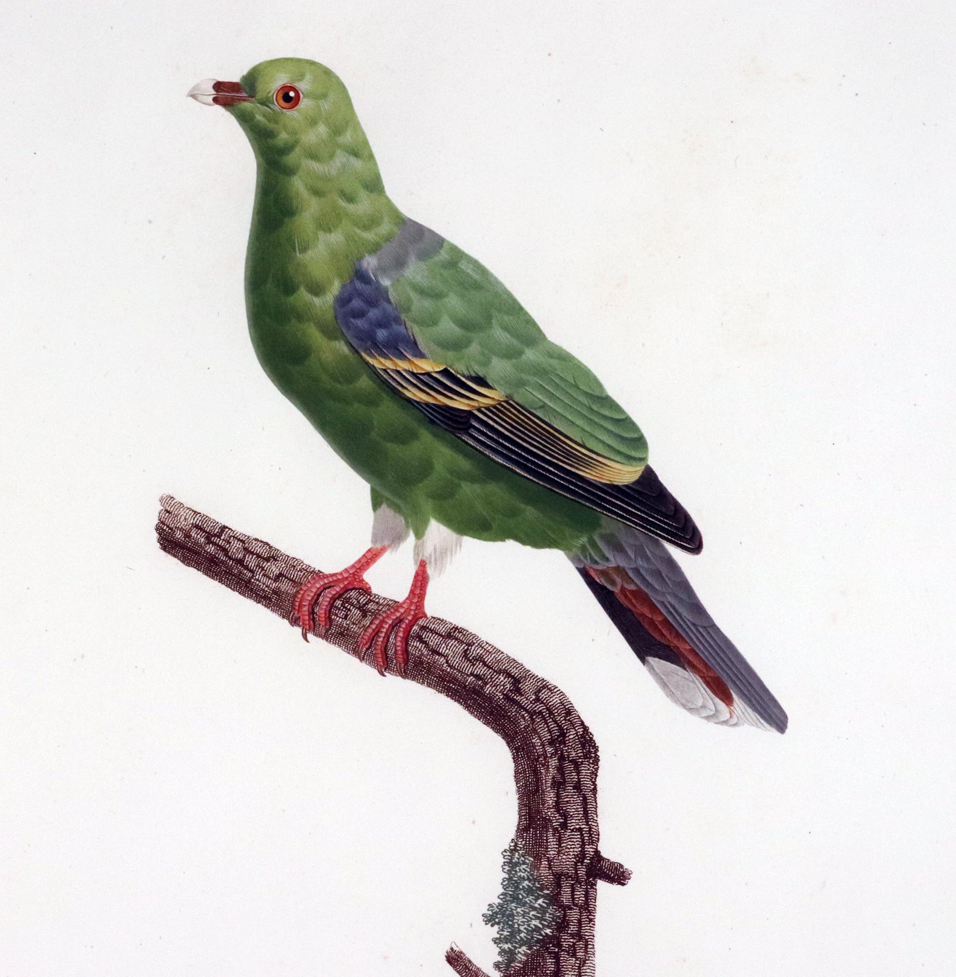French Madame Pauline Knip Engraving of A Green Pigeon, Colombar Wallia For Sale