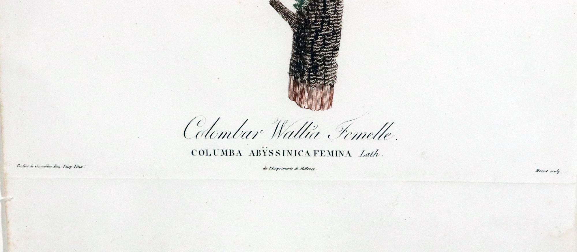 Madame Pauline Knip Engraving of A Green Pigeon, Colombar Wallia In Good Condition For Sale In Downingtown, PA