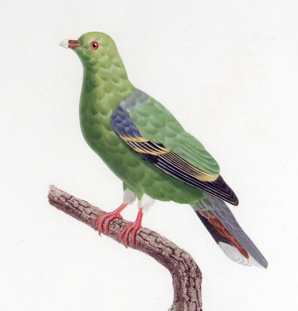 Paper Madame Pauline Knip Engraving of A Green Pigeon, Colombar Wallia For Sale