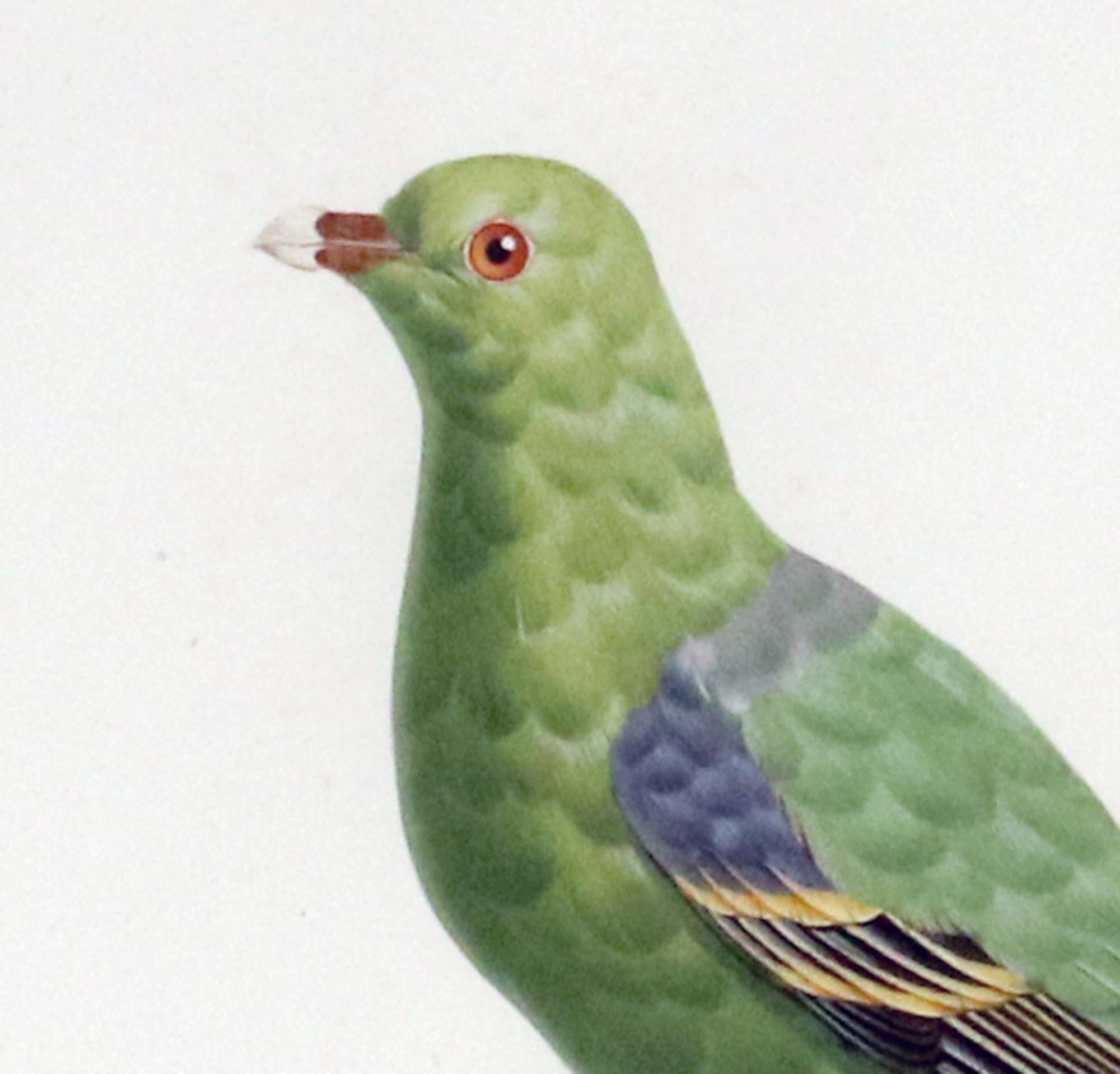 Madame Pauline Knip Engraving of A Green Pigeon, Colombar Wallia For Sale 1