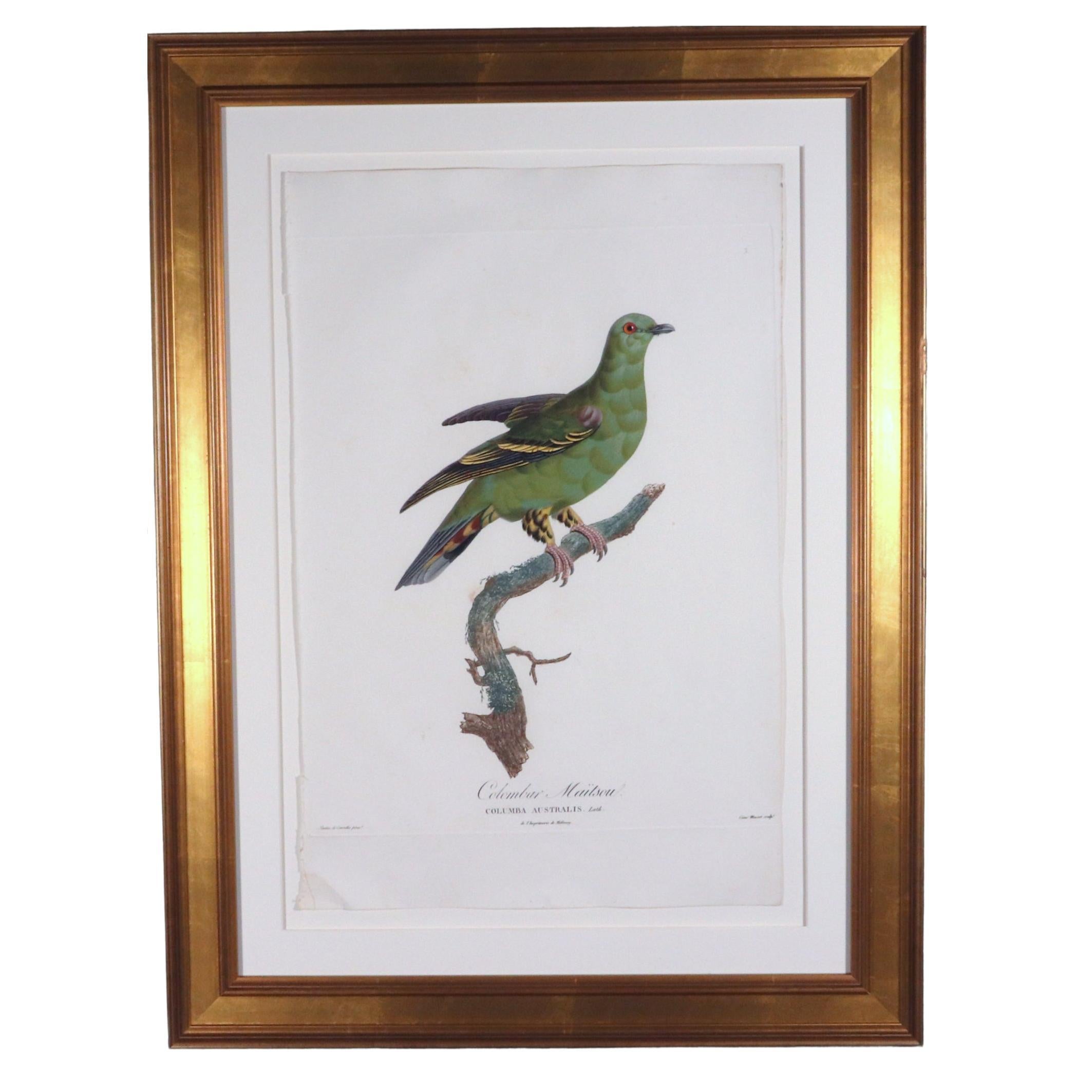 Incisione di Madame Pauline Knip di un piccione,
c, Colombar Maitsou,
Da Les pigeons par Madame Knip, née Pauline de Courcelles ; le texte par C.J. Themminck,  
Parigi 1809-1811.

Una notevole incisione di grandi dimensioni di un piccione - Colombar