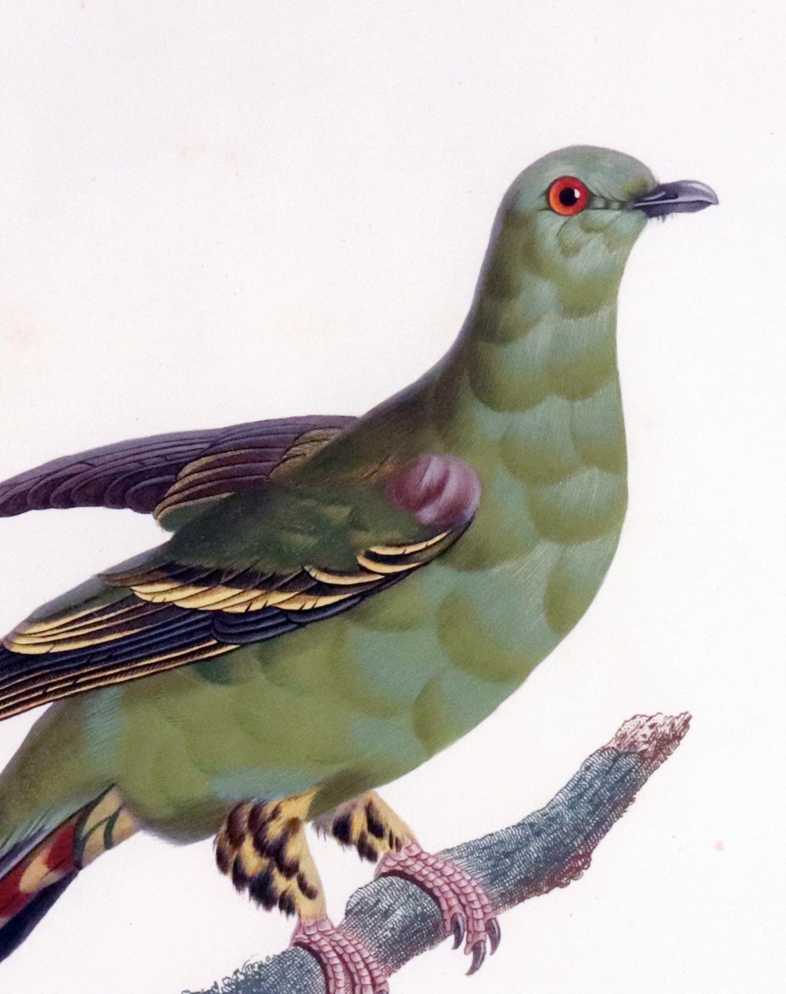 Regency Incisione di Madame Pauline Knip di un piccione, Colombar Maitsou in vendita