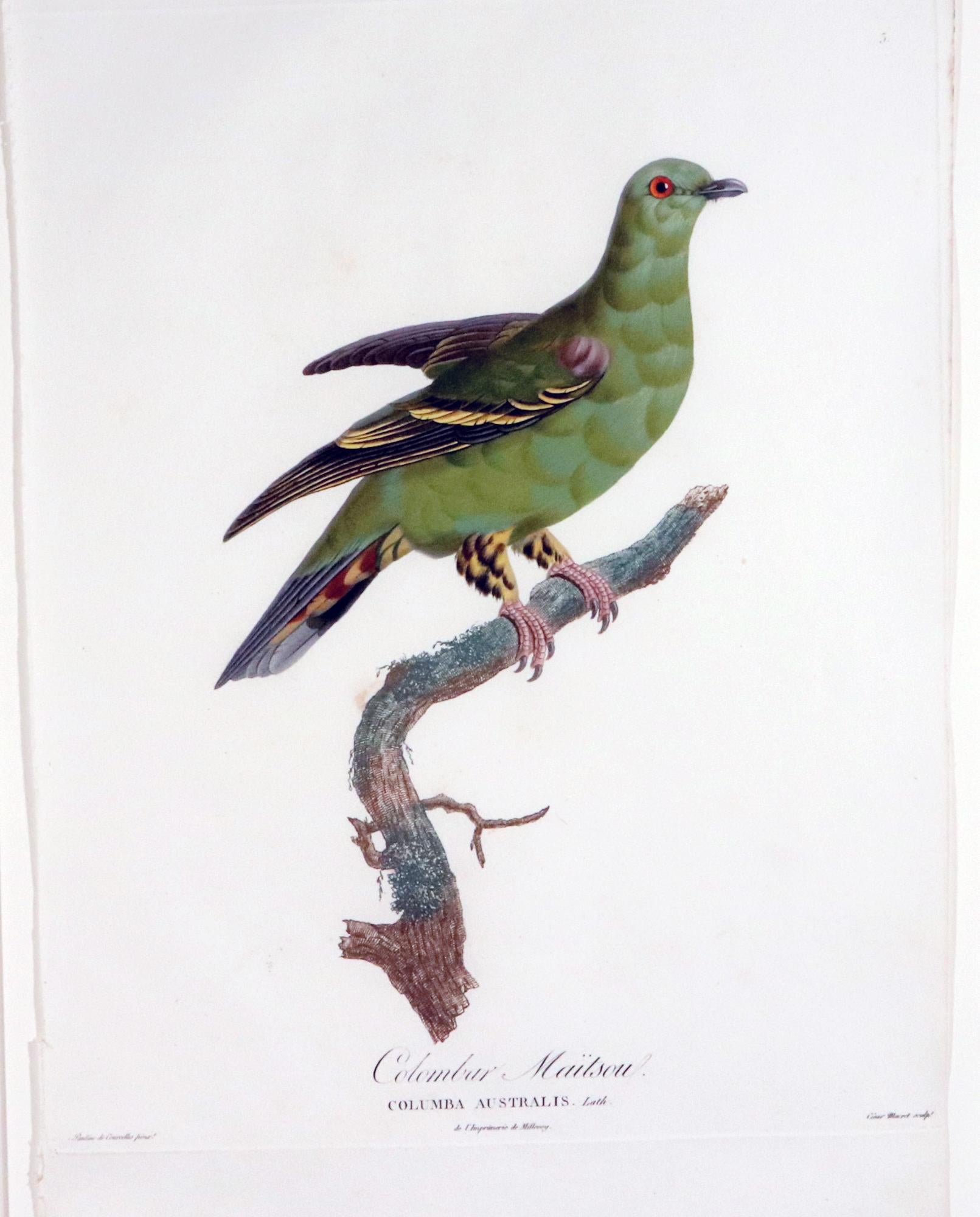Incisione di Madame Pauline Knip di un piccione, Colombar Maitsou In condizioni buone in vendita a Downingtown, PA