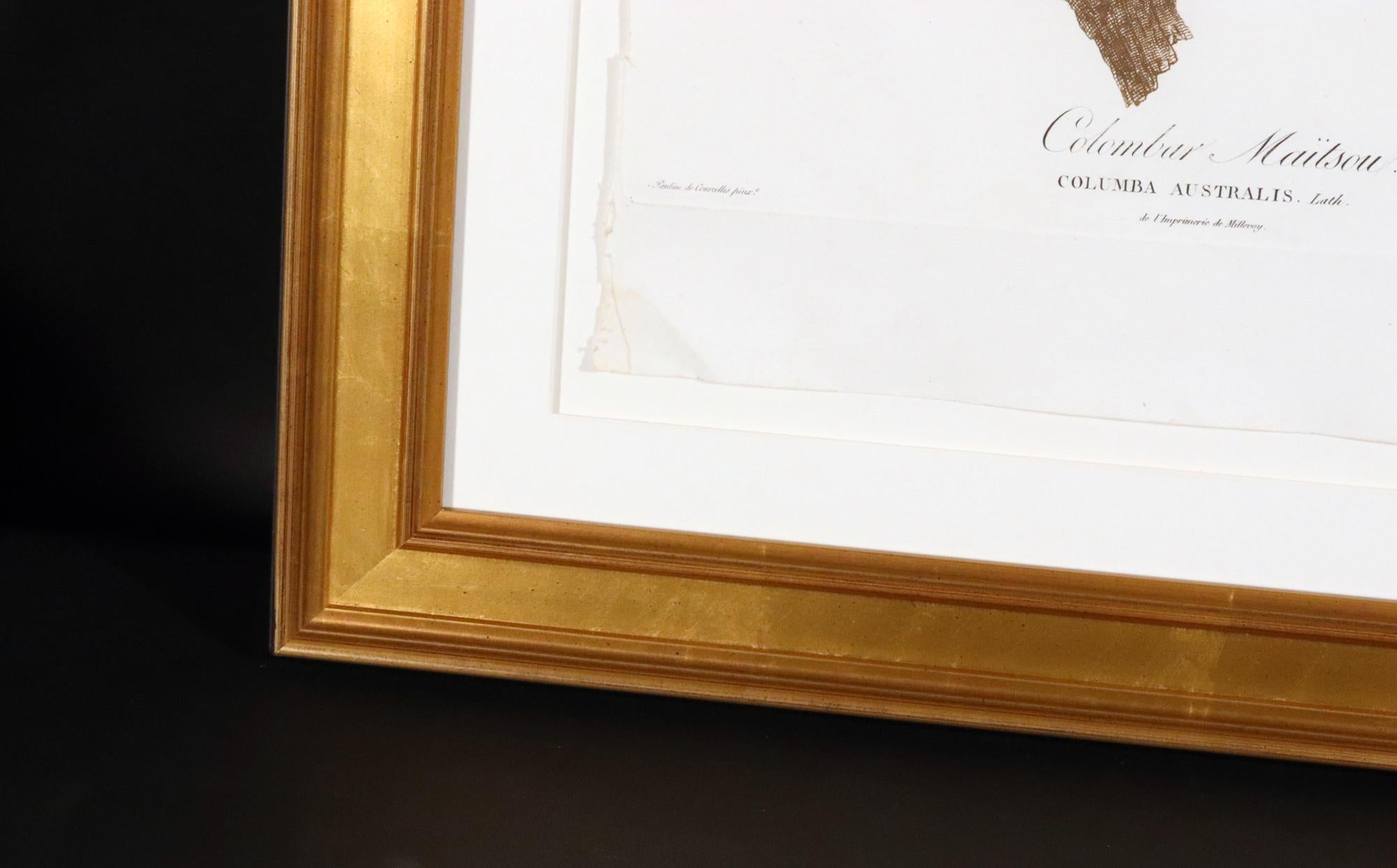 Carta Incisione di Madame Pauline Knip di un piccione, Colombar Maitsou in vendita