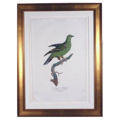 Madame Pauline Knip Engraving of A Pigeon, Colombar Maitsou