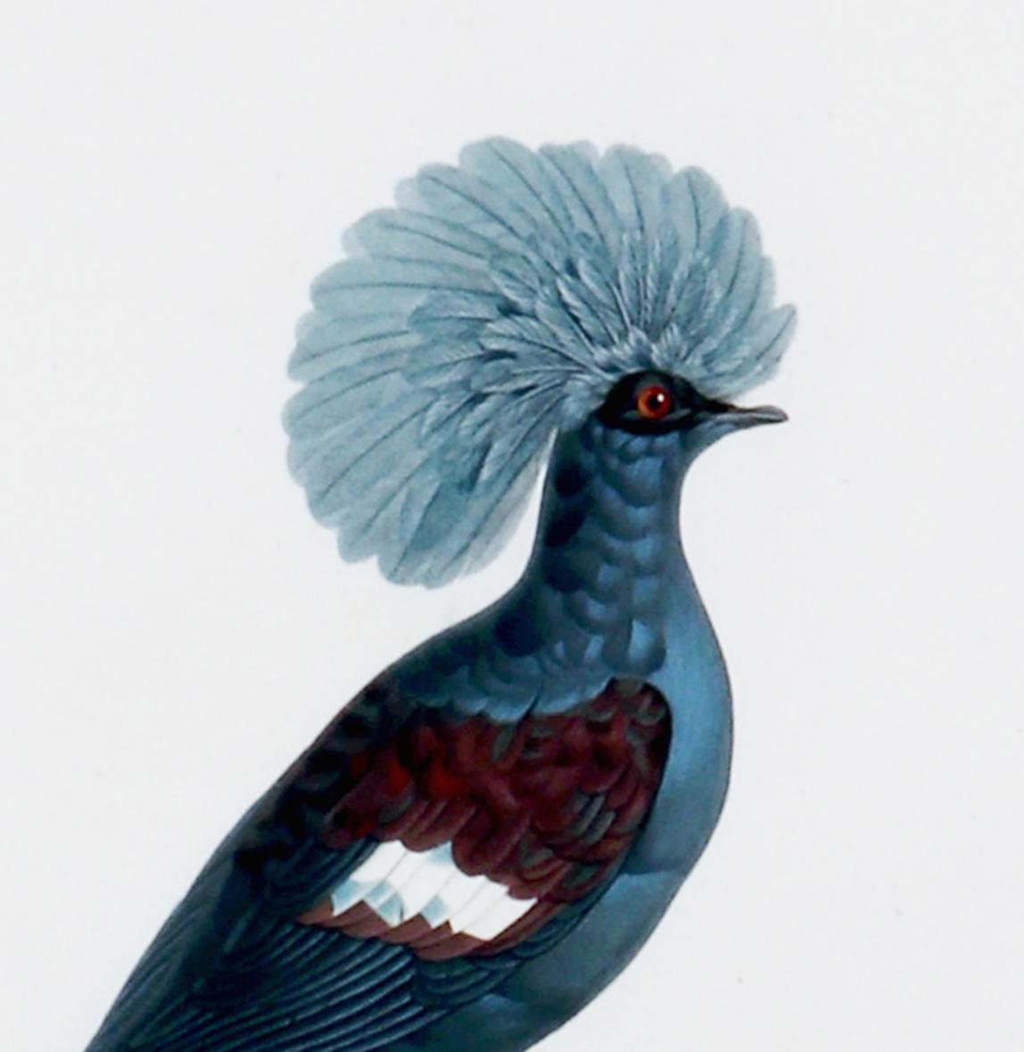 Madame Pauline Knipp, Gravur eines Vogels, Colombi-Galline Goura (Papier) im Angebot