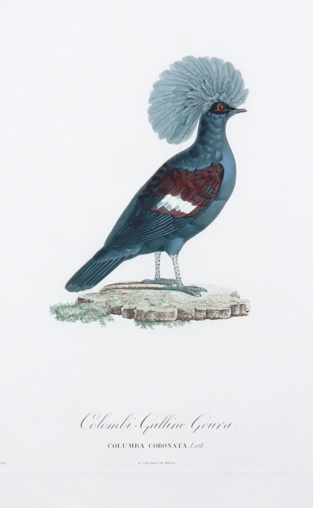 Madame Pauline Knipp, Gravur eines Vogels, Colombi-Galline Goura im Angebot 1