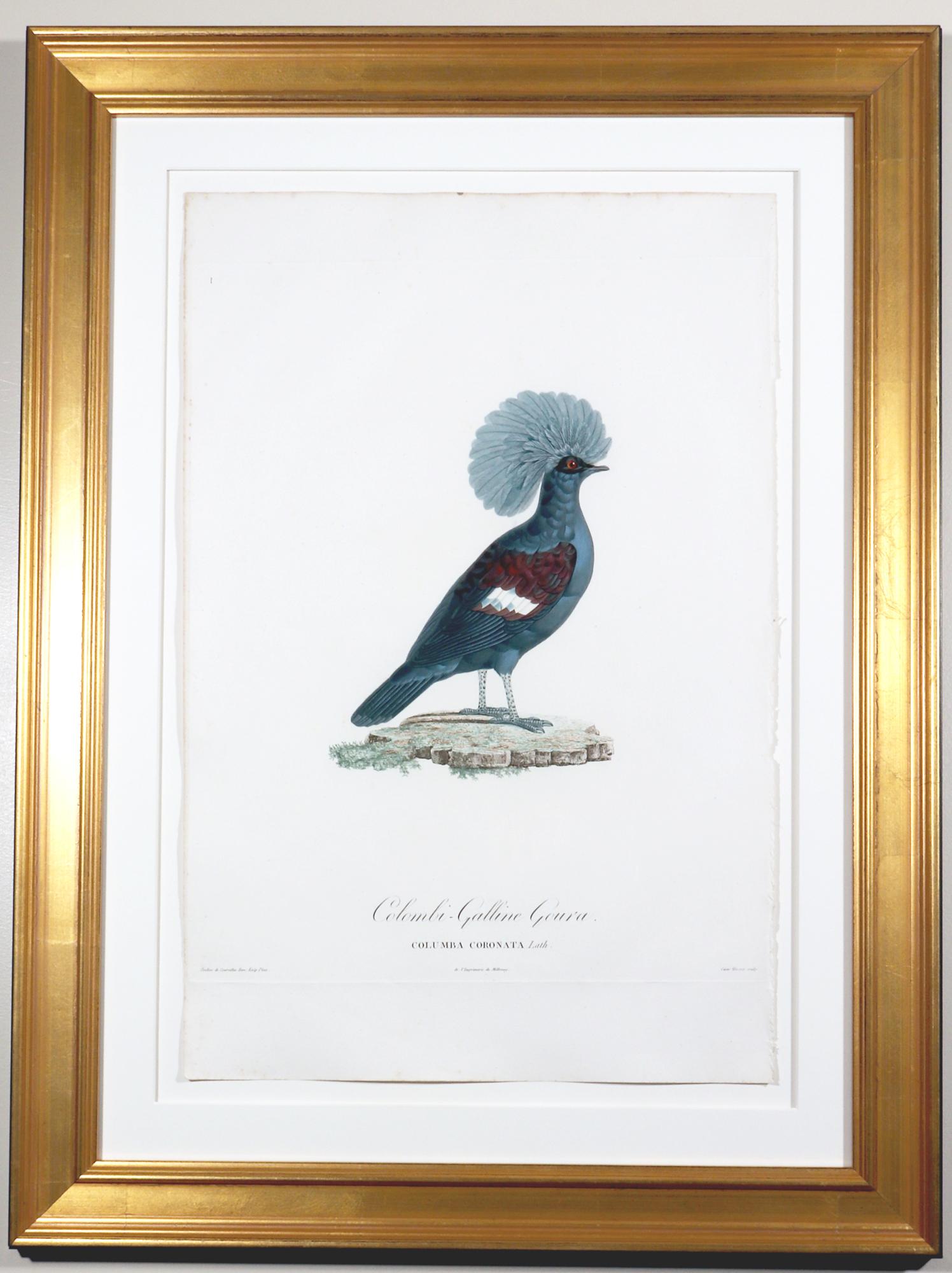 Madame Pauline Knipp, Gravur eines Vogels, Colombi-Galline Goura im Angebot 2