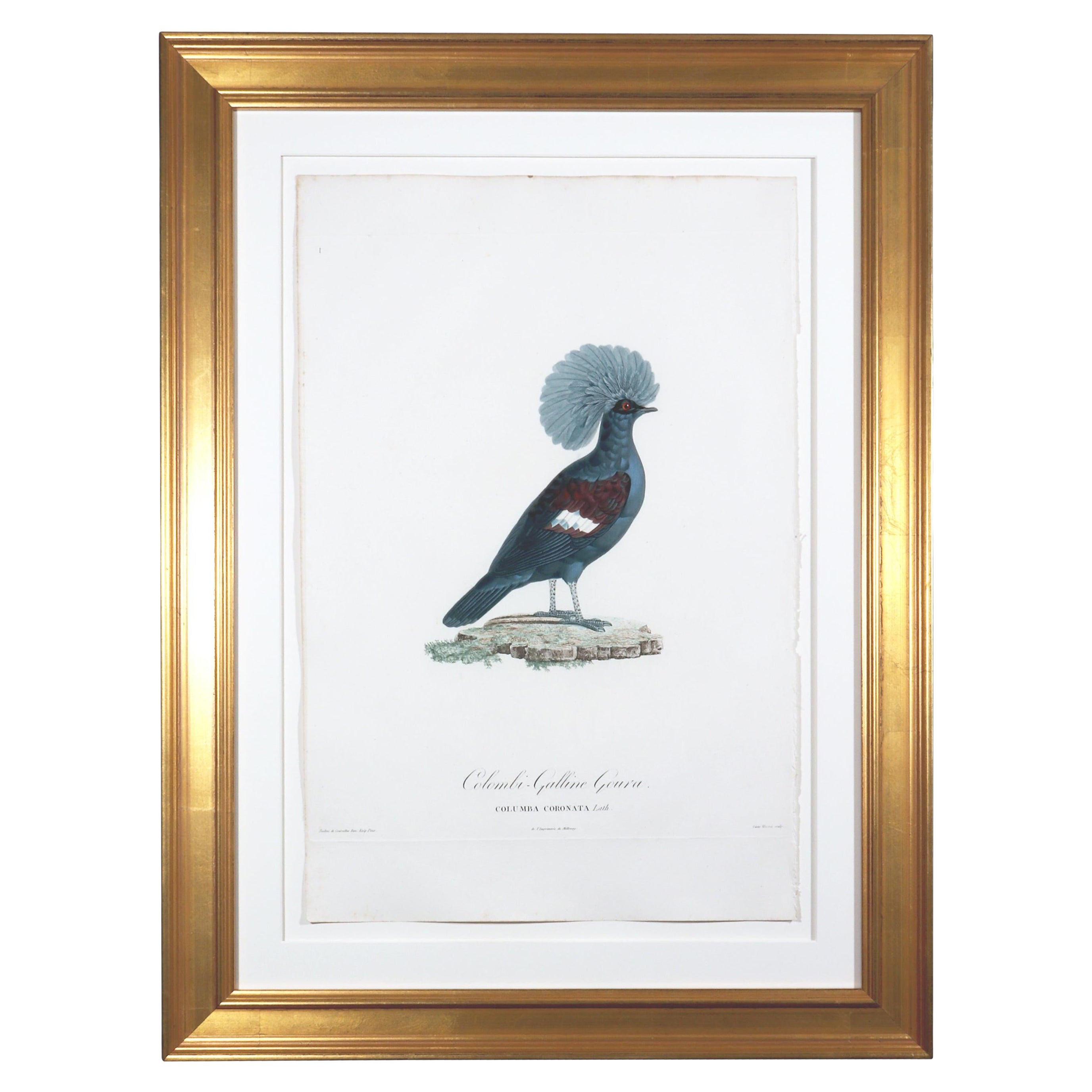 Gravure d'un oiseau de Madame Pauline Knipp, Colombi-Galline Goura