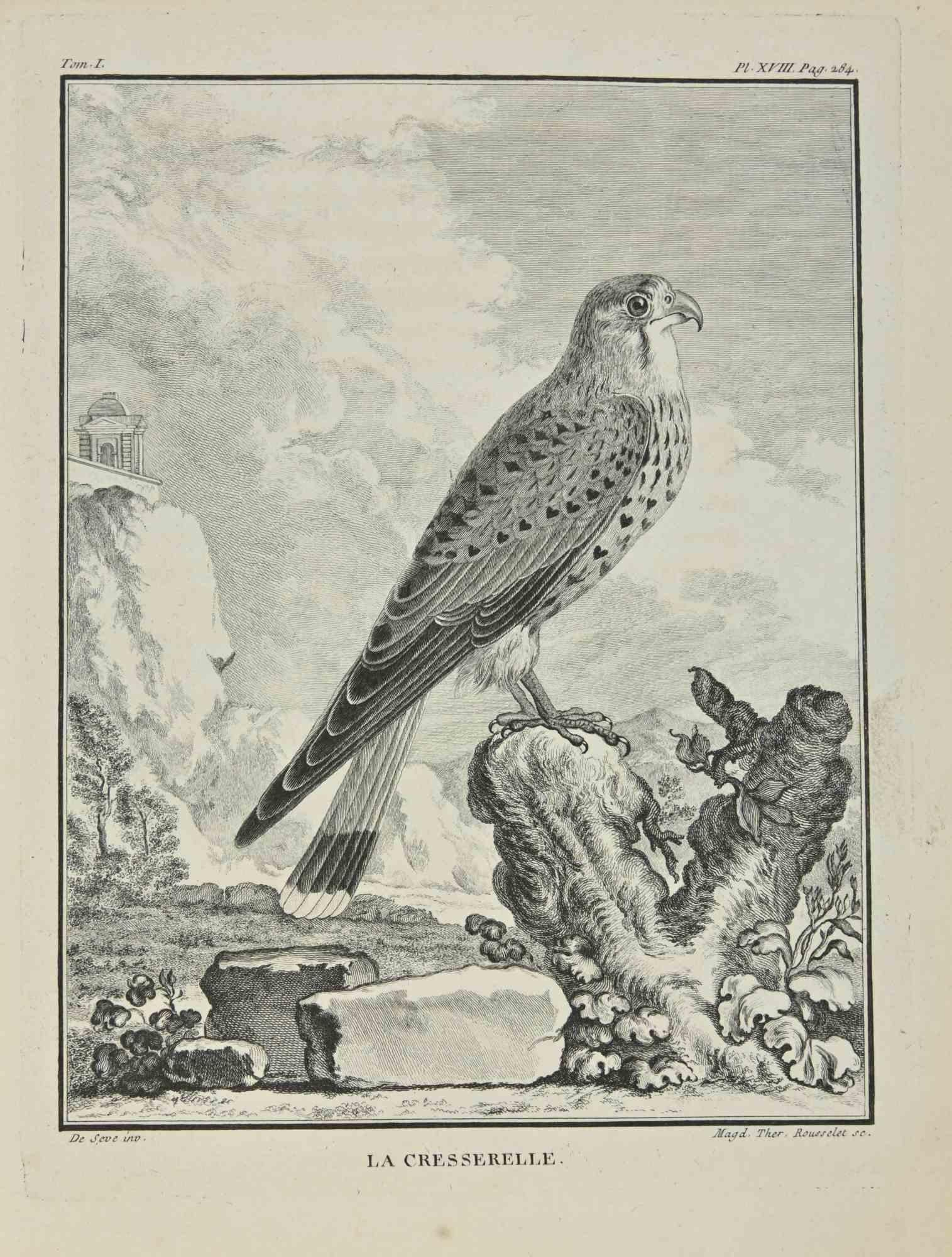 Animal Print Madeleine Rousselet - La Cresserelle - Gravure de Juste Madeline Rousselet - 1771
