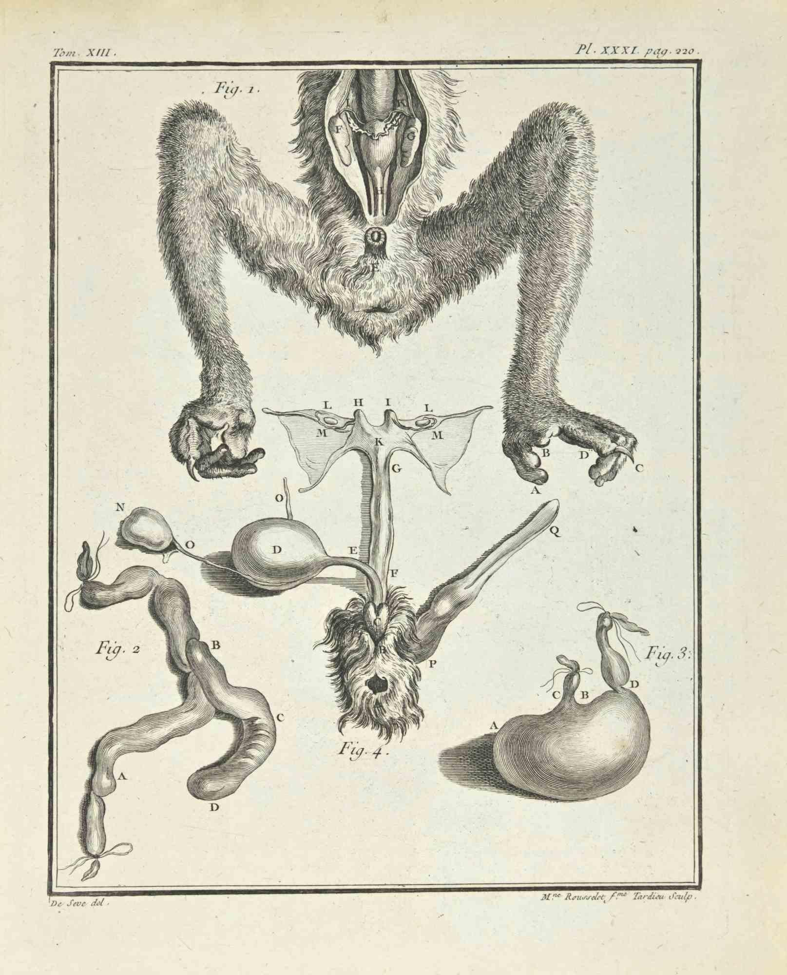 Anatomie d'un singe est une gravure réalisée par Juste Madeline Rousselet en 1771.

Il appartient à la suite "Histoire Naturelle de Buffon".

La signature de l'Artistics est gravée en bas à droite.

Bonnes conditions