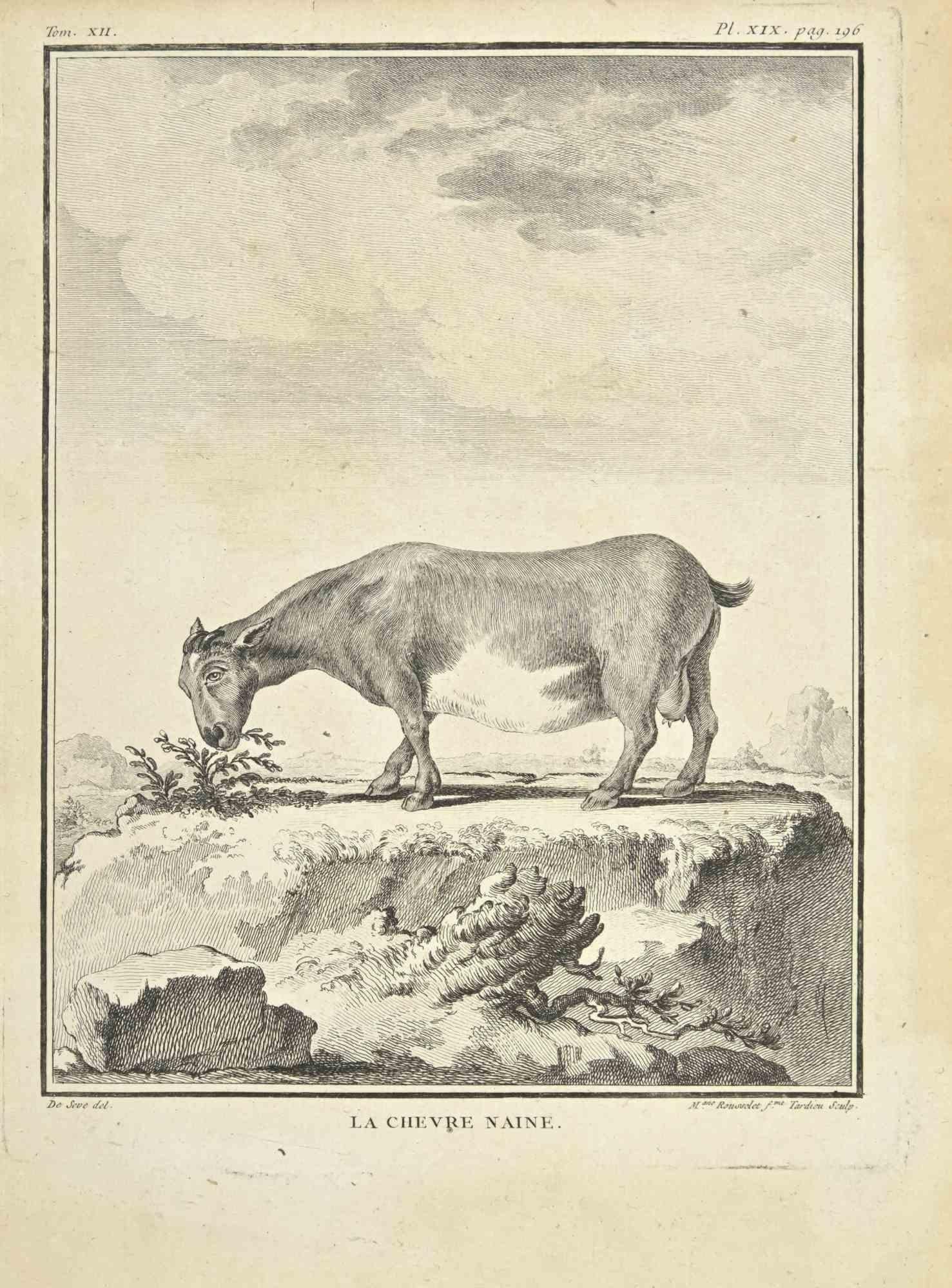 La Chevre Naine is an etching realized by Juste Madeline Rousselet in 1771.

It belongs to the suite "Histoire Naturelle de Buffon".

The Artist's signature is engraved lower right.

Good conditions with slight foxing.
