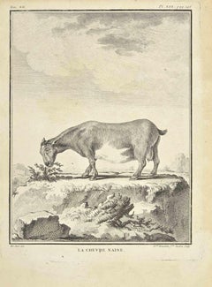 La Chevre Naine - Etching by Madeline Rousselet - 1771
