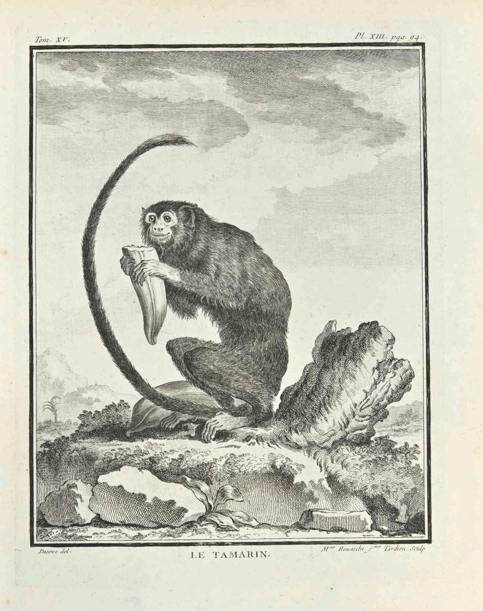 Le Tamarin is an etching realized by Juste Madeline Rousselet in 1771.

It belongs to the suite "Histoire Naturelle de Buffon".

The Artist's signature is engraved lower right.

Good conditions
 