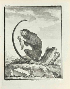 Le Tamarin - Etching by Madeline Rousselet - 1771