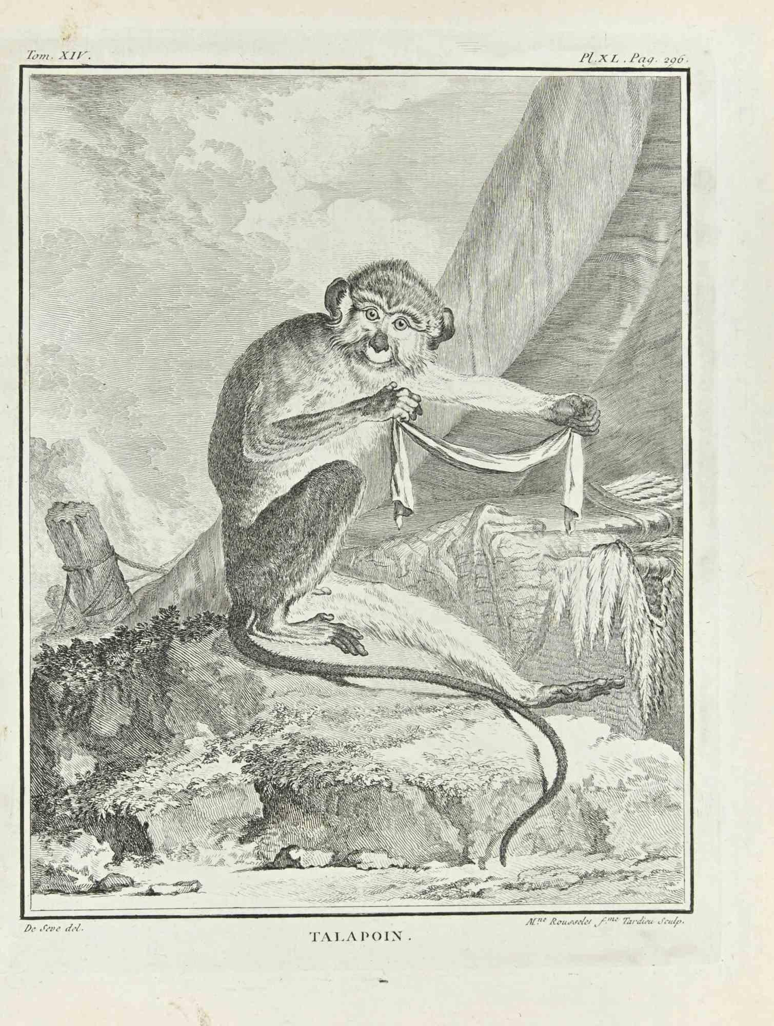 Talapoin is an etching realized by Juste Madeline Rousselet in 1771.

It belongs to the suite "Histoire Naturelle de Buffon".

The Artist's signature is engraved lower right.

Good conditions