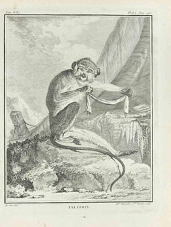 Talapoin - Etching by Madeline Rousselet - 1771