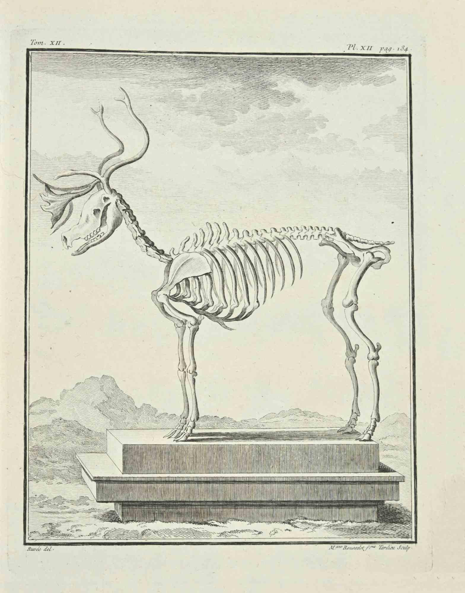 The Skeleton is an etching realized by Juste Madeline Rousselet in 1771.

It belongs to the suite "Histoire Naturelle de Buffon".

The Artist's signature is engraved lower right.

Good conditions.